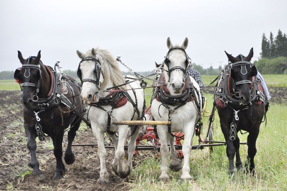 Top 10 Horse Breeds for Elegant Carriage Driving