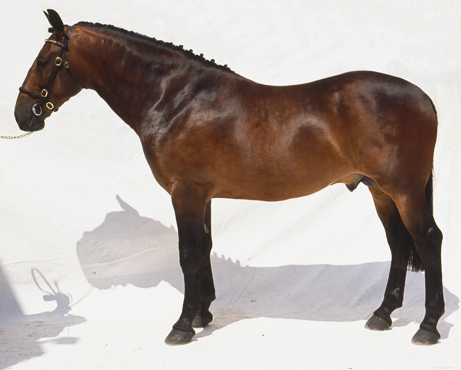 Top 10 Horse Breeds for Elegant Carriage Driving