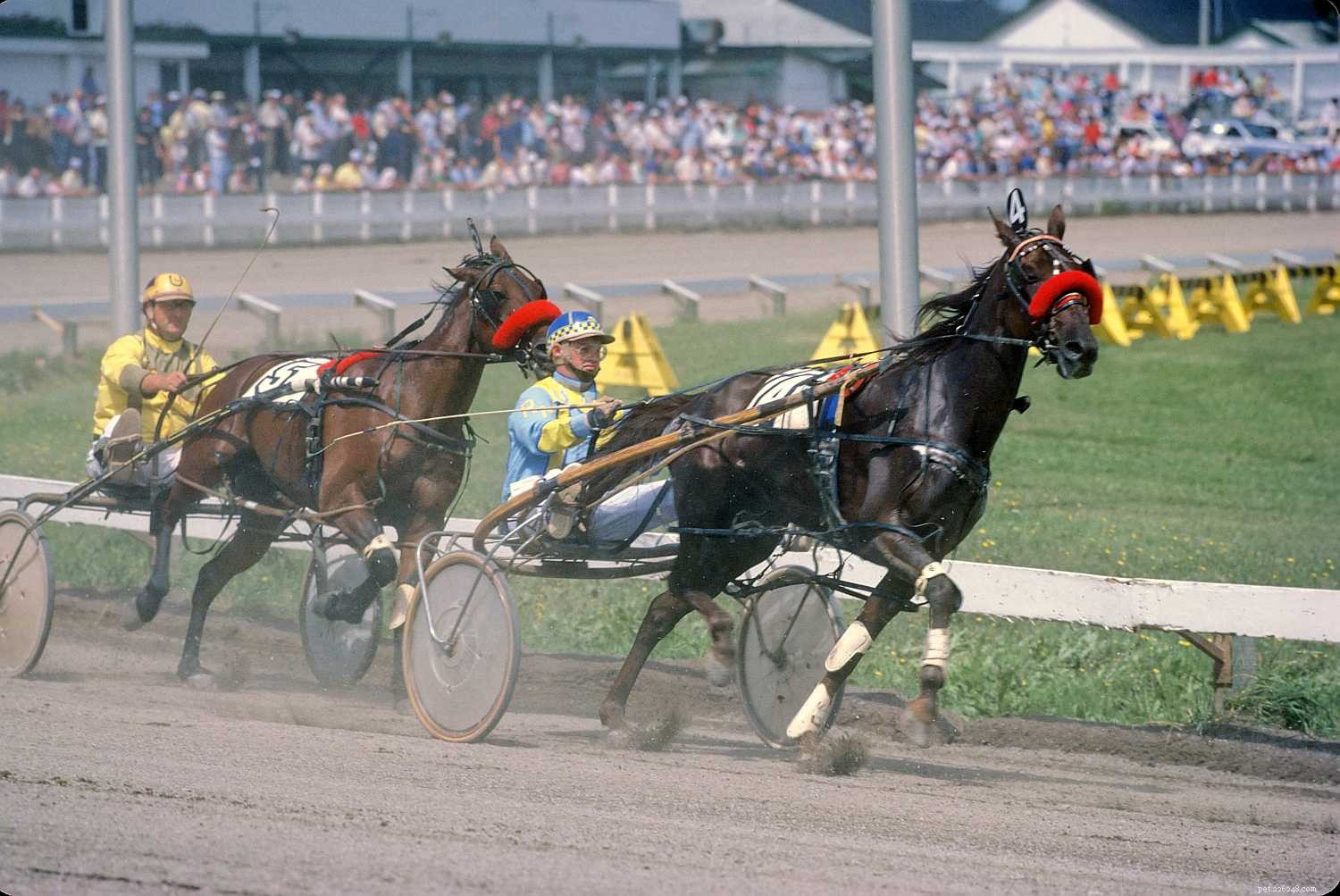 Top 10 Horse Breeds for Elegant Carriage Driving