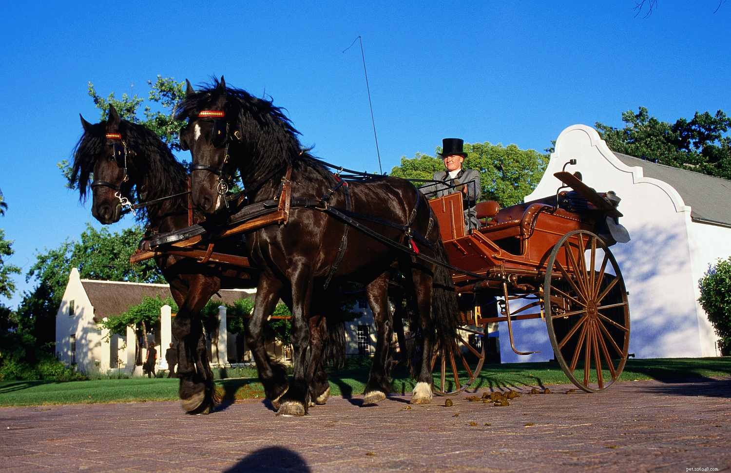 Top 10 Horse Breeds for Elegant Carriage Driving