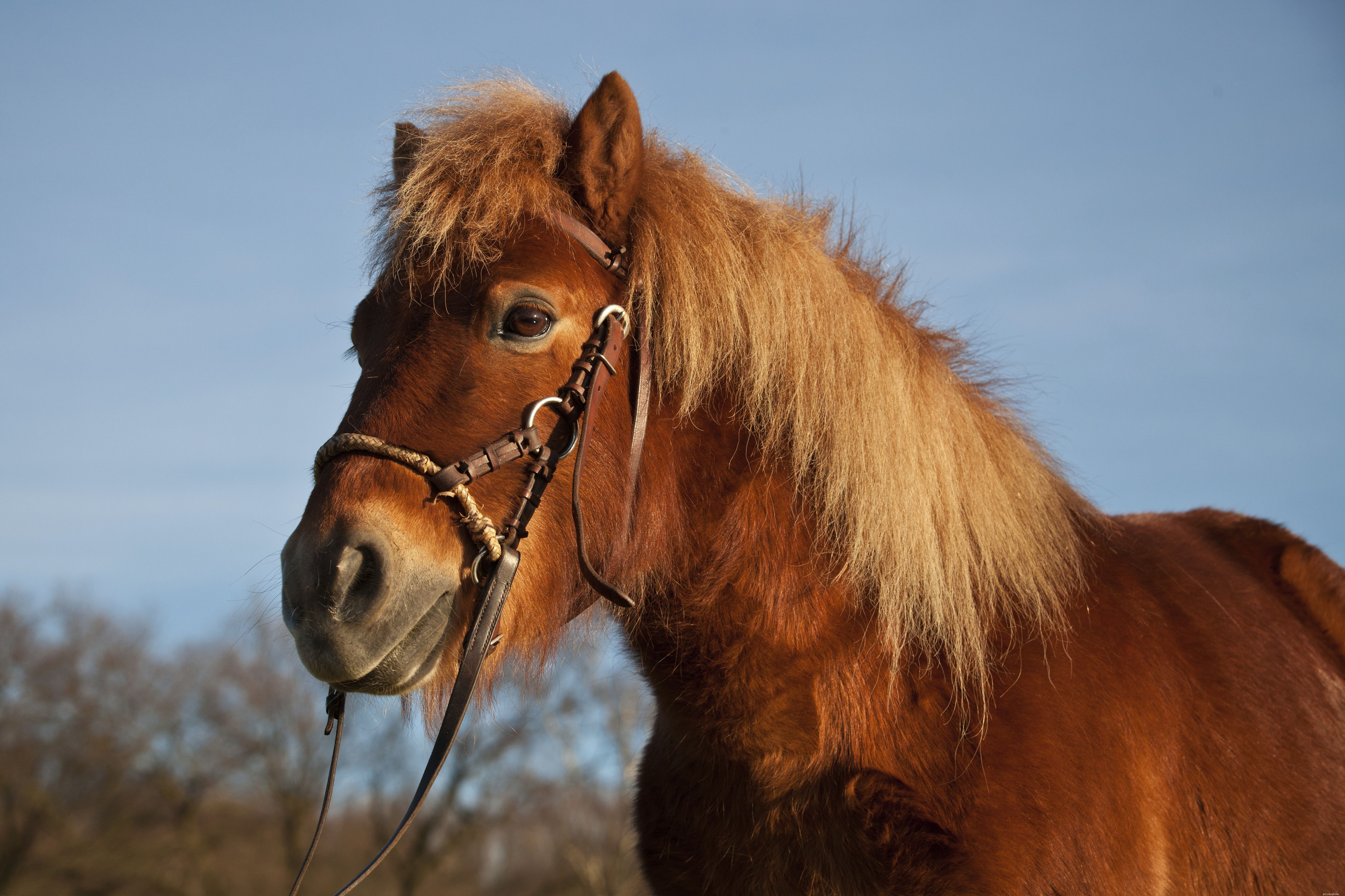 Top 10 Horse Breeds for Elegant Carriage Driving