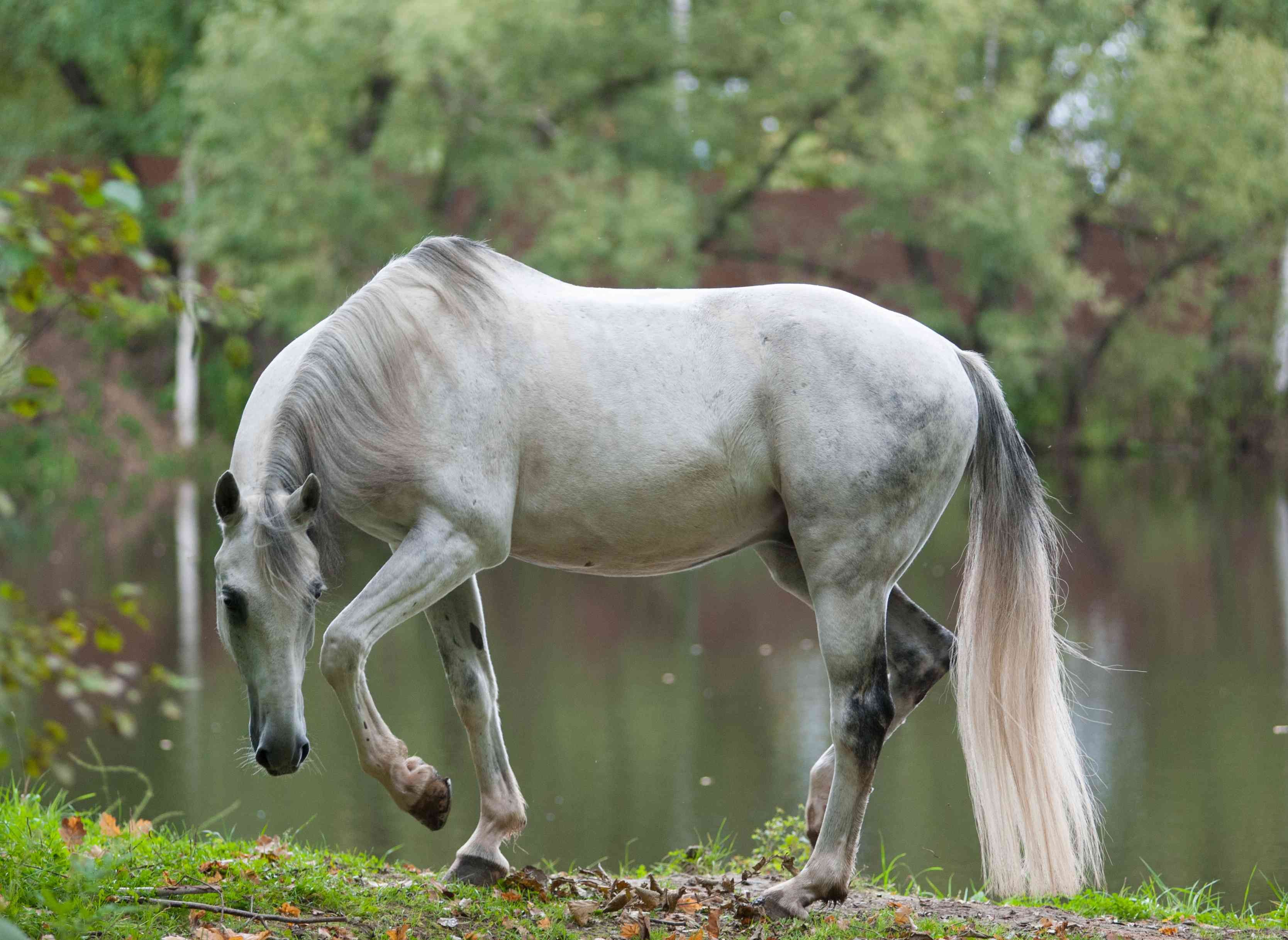 Top 10 Horse Breeds for Elegant Carriage Driving