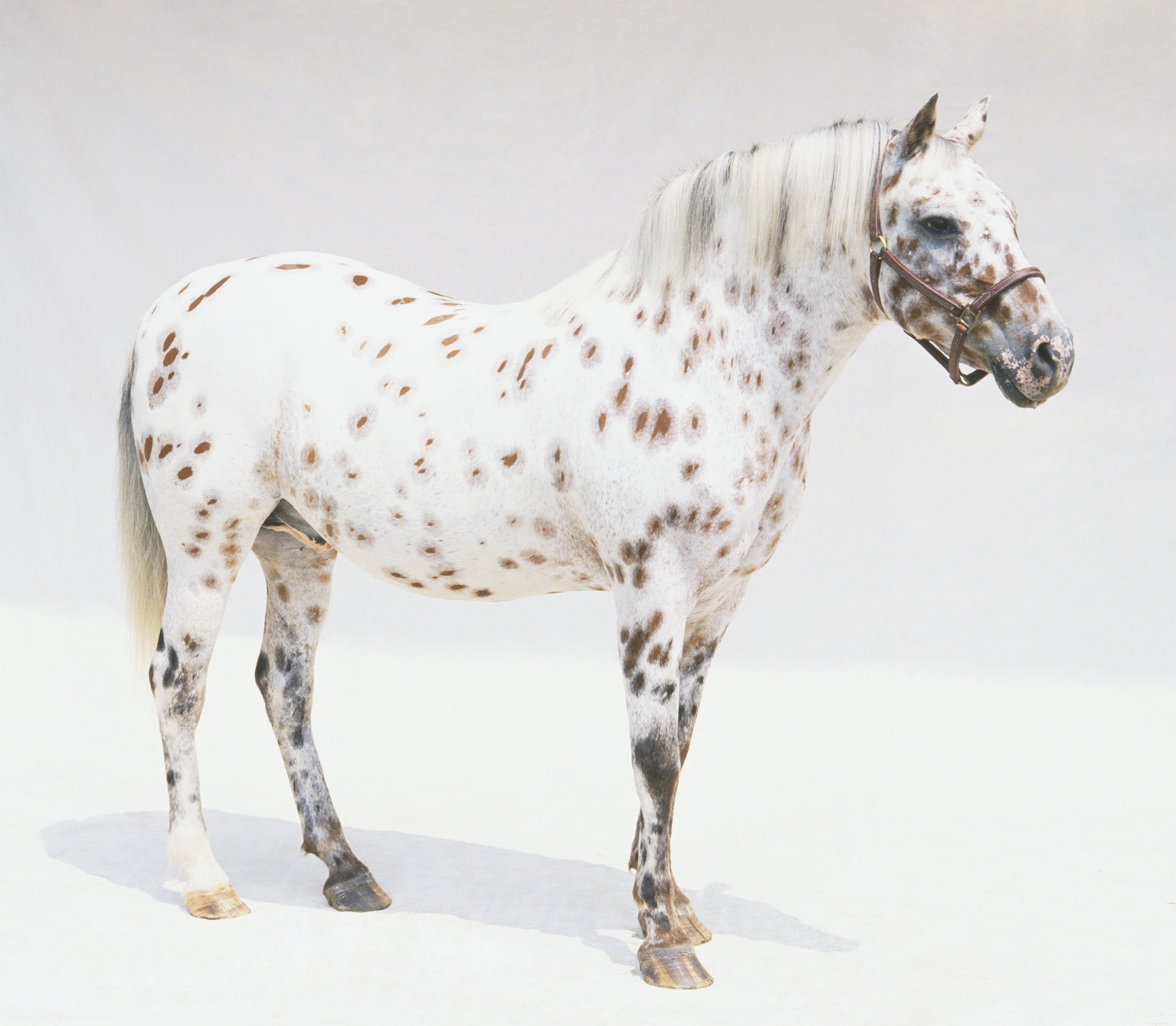 The 10 Best Horse & Pony Breeds for Children: Safe, Small, and Easy to Handle