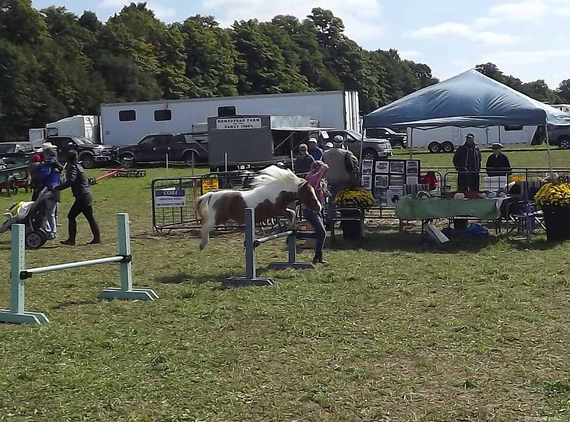The 10 Best Horse & Pony Breeds for Children: Safe, Small, and Easy to Handle