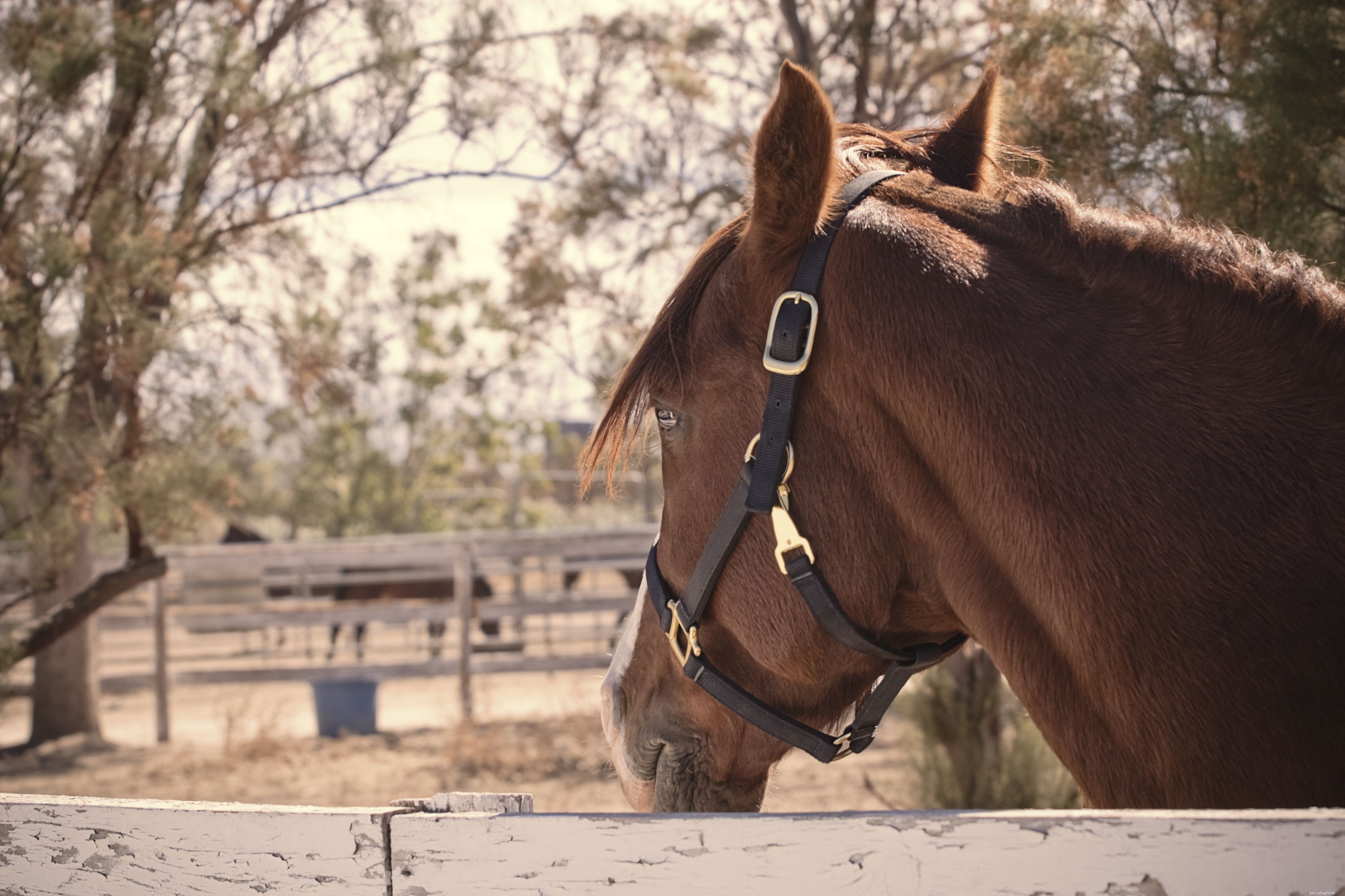 The 10 Best Horse & Pony Breeds for Children: Safe, Small, and Easy to Handle