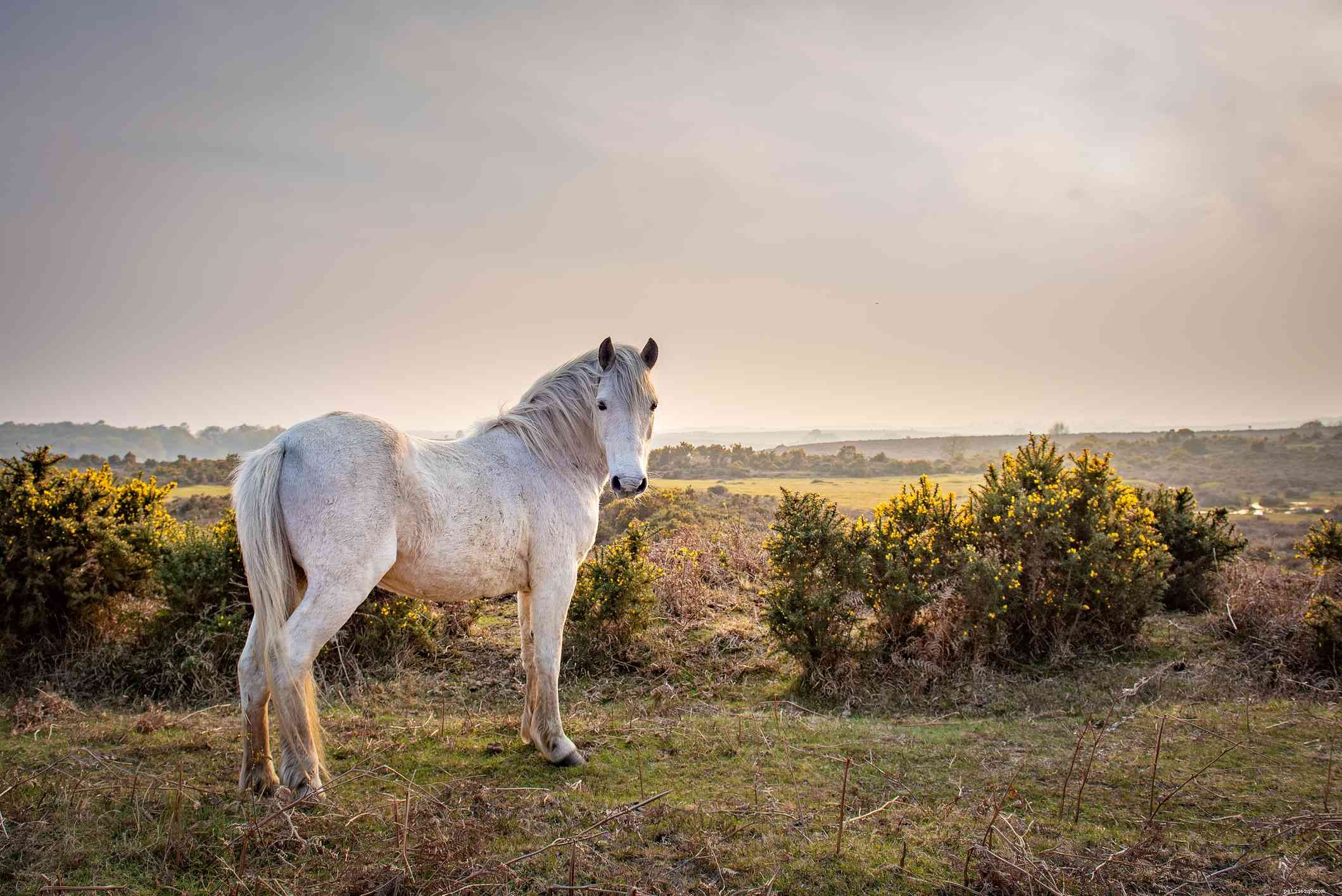 The 10 Best Horse & Pony Breeds for Children: Safe, Small, and Easy to Handle