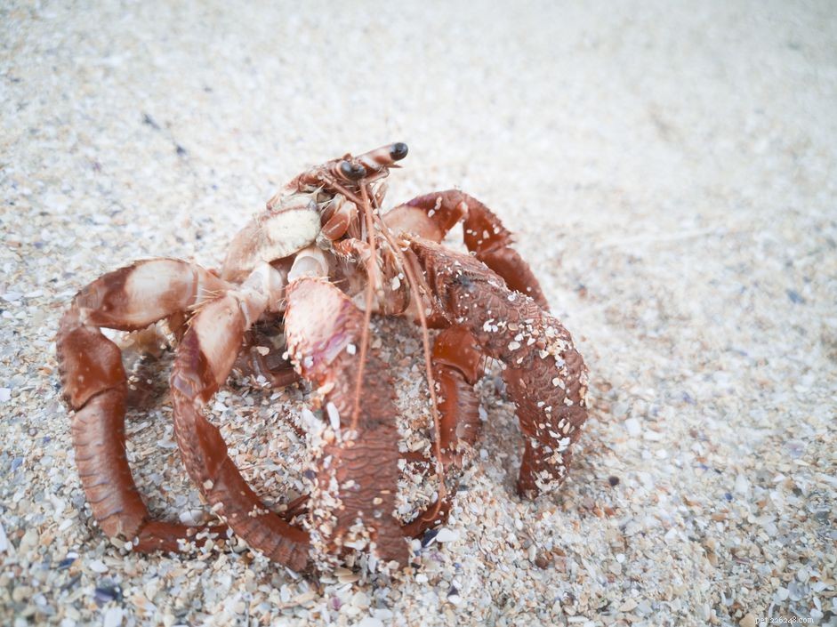 Treating Shell Evacuation in Hermit Crabs: Symptoms, Causes & Care Solutions
