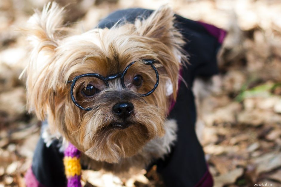 53 Magical Harry Potter Names for Your New Pet
