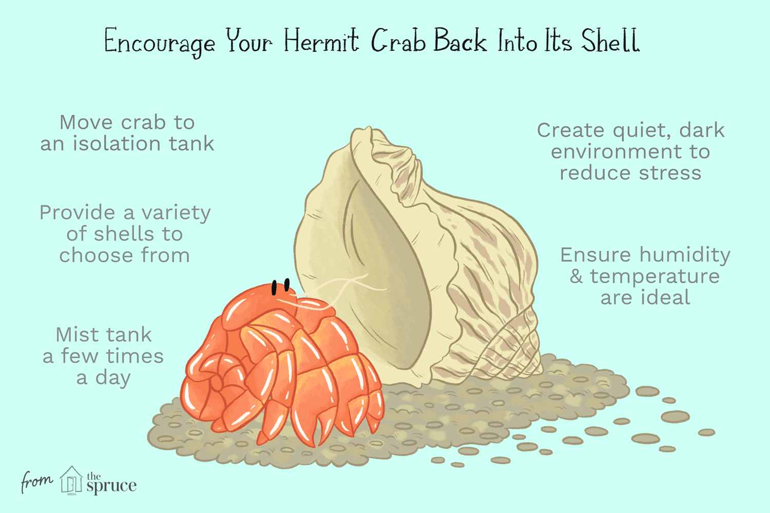 Treating Shell Evacuation in Hermit Crabs: Symptoms, Causes & Care Solutions