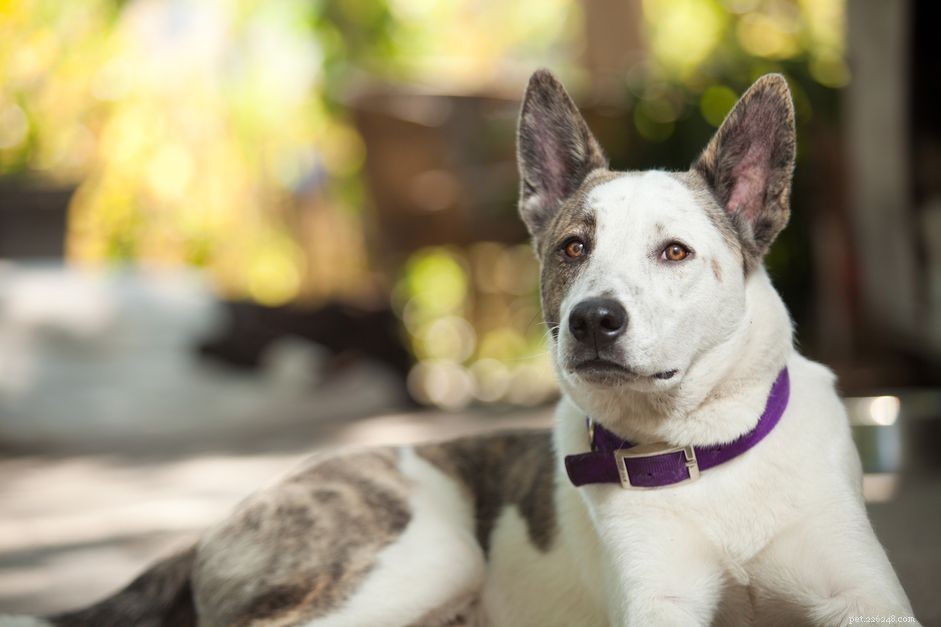 Understanding Lead Poisoning in Dogs: Symptoms, Causes, and Prevention