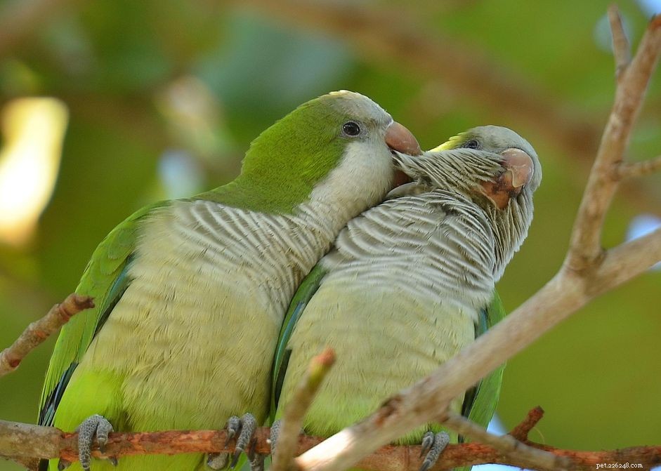 Quaker Parrot (Monk Parakeet) – Comprehensive Bird Species Profile