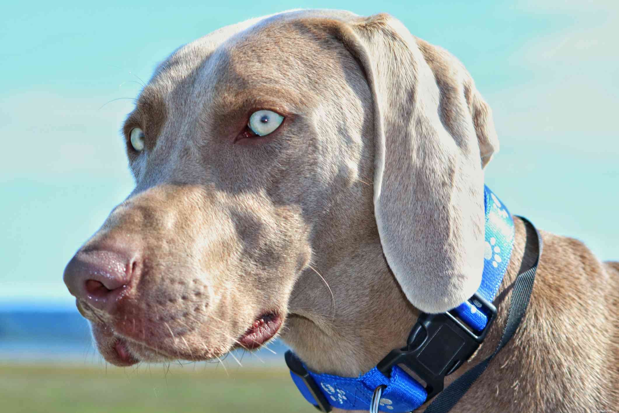 10 Dog Breeds That Naturally Have Blue Eyes