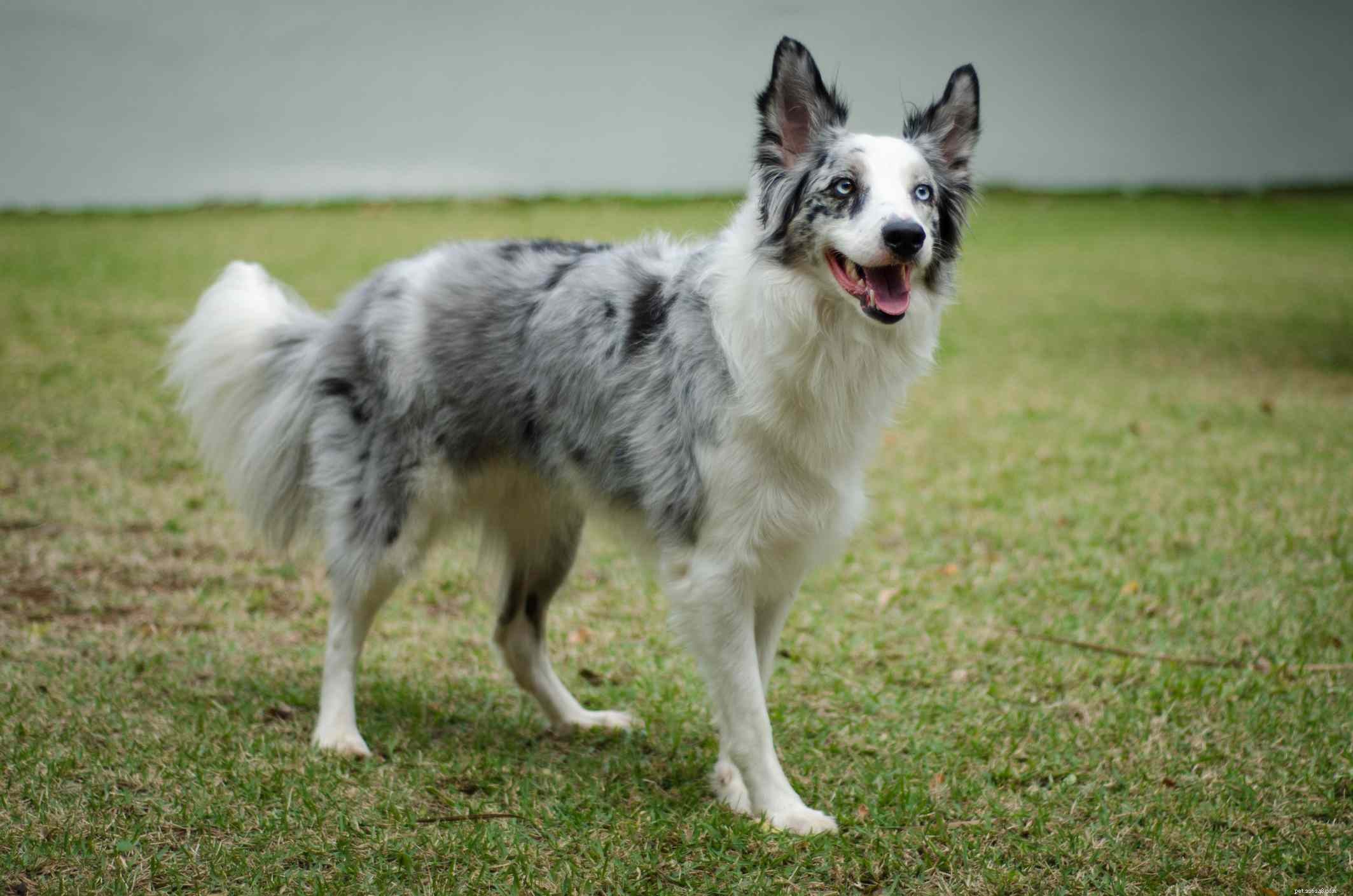 10 Dog Breeds That Naturally Have Blue Eyes