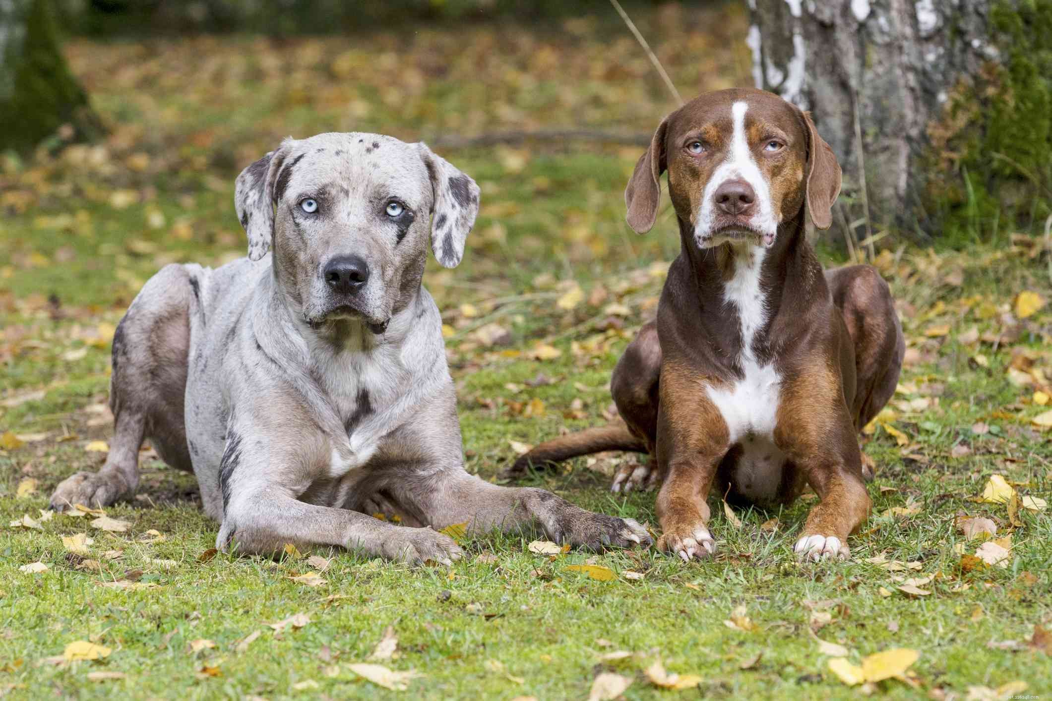 10 Dog Breeds That Naturally Have Blue Eyes