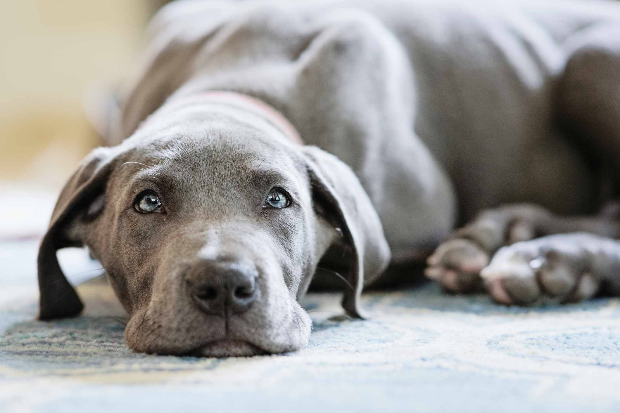 10 Dog Breeds That Naturally Have Blue Eyes