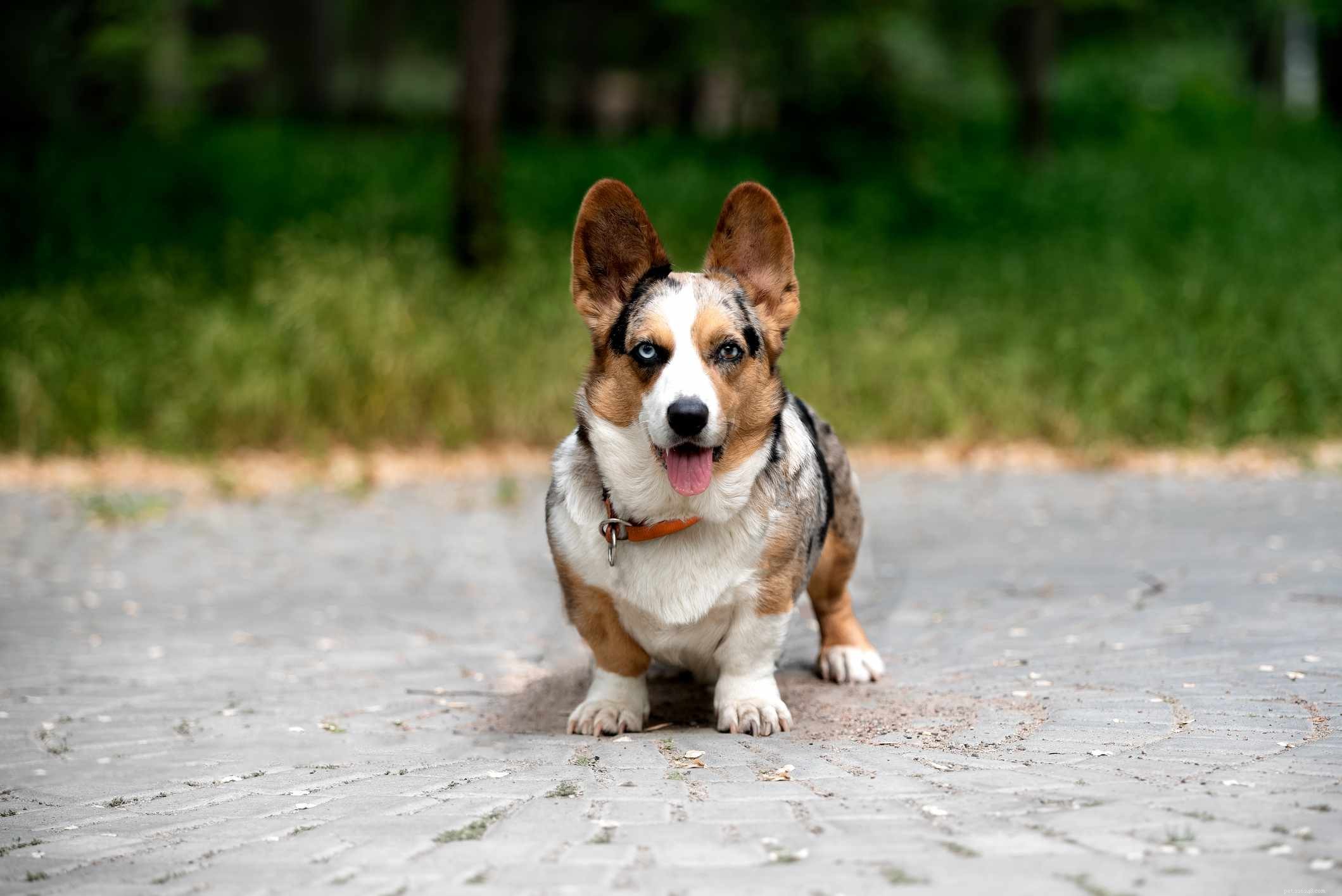 10 Dog Breeds That Naturally Have Blue Eyes