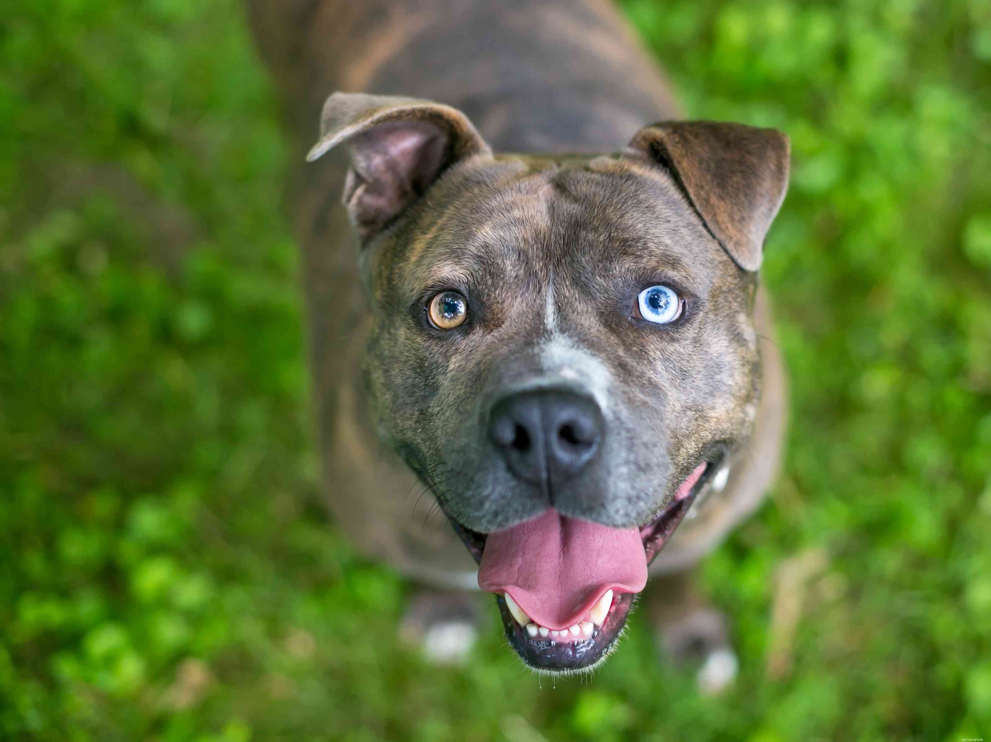 10 Dog Breeds That Naturally Have Blue Eyes