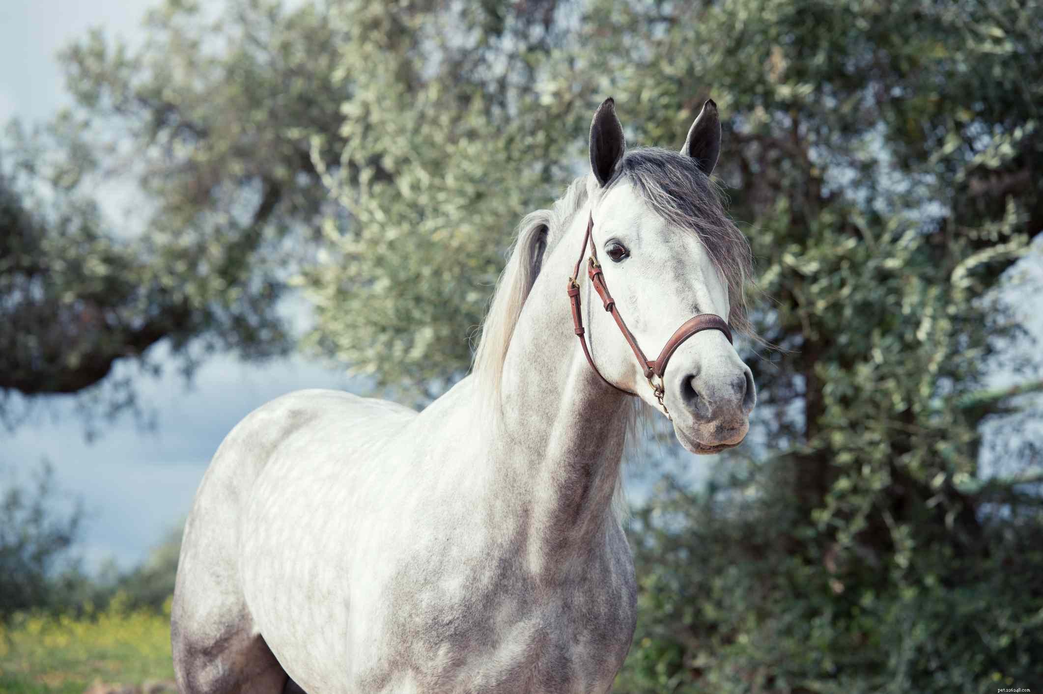 Top 10 Spanish Horse Breeds for Riders of All Levels