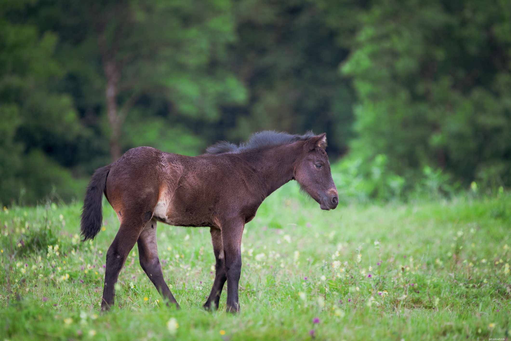 Top 10 Spanish Horse Breeds for Riders of All Levels