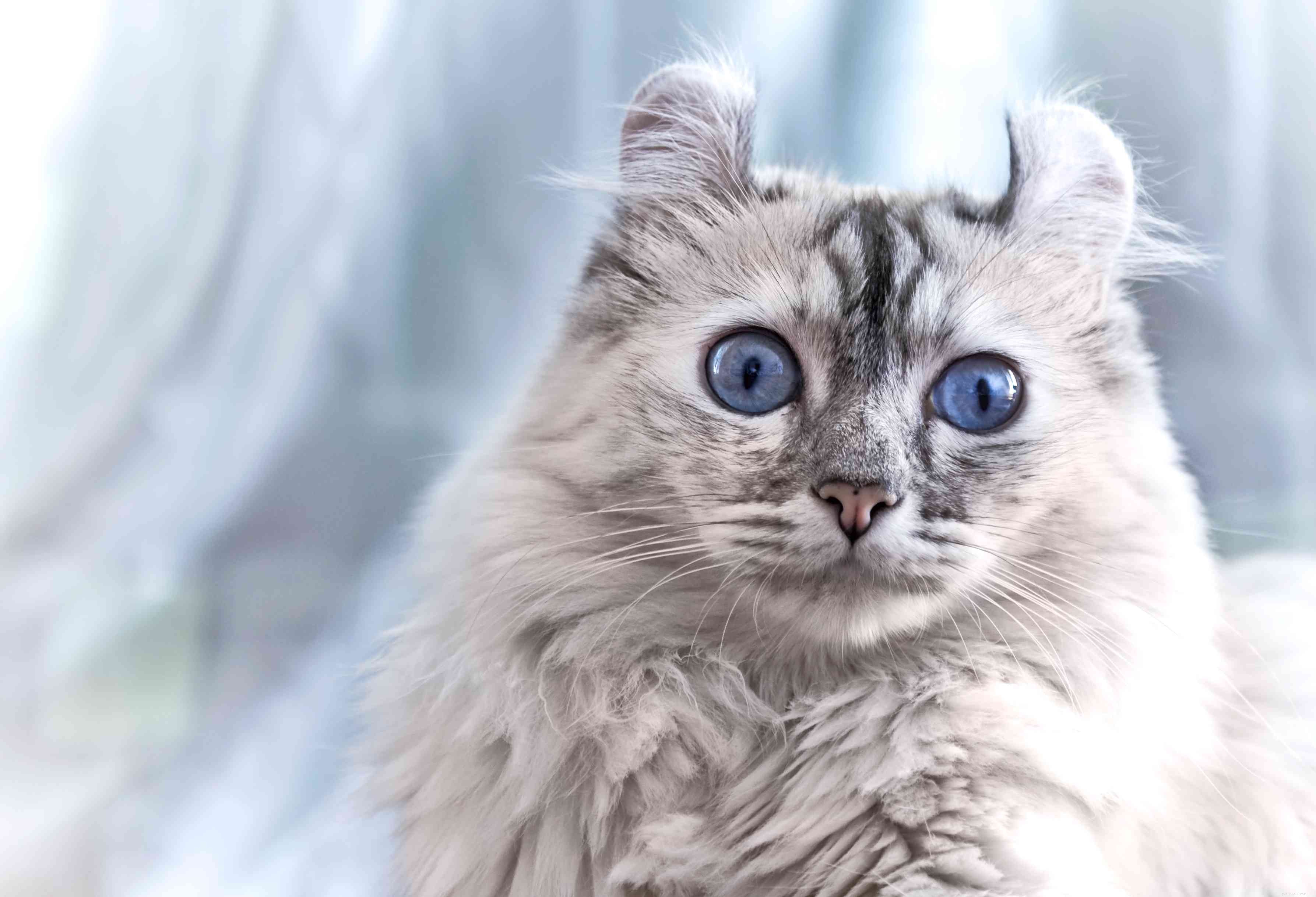 Top 15 American Cat Breeds: Unique Origins & Stunning Looks