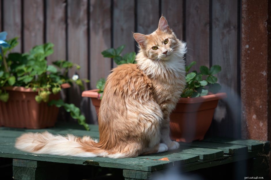 Top 15 American Cat Breeds: Unique Origins & Stunning Looks