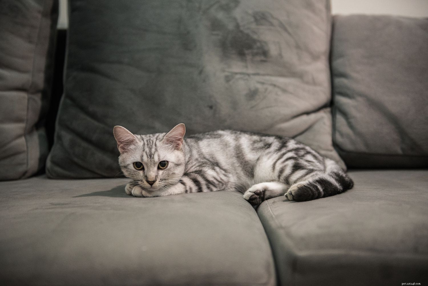 Top 15 American Cat Breeds: Unique Origins & Stunning Looks