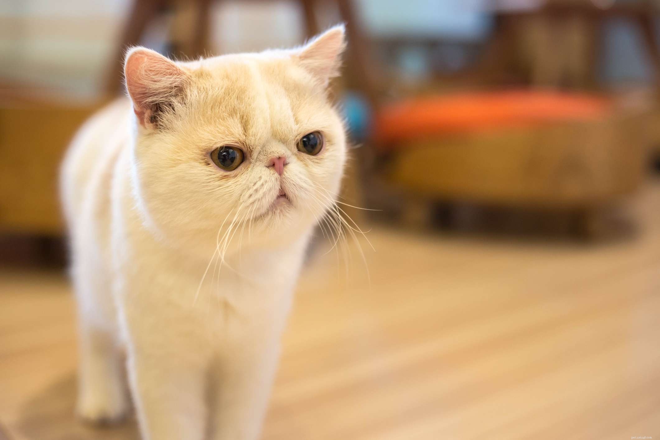 Top 15 American Cat Breeds: Unique Origins & Stunning Looks