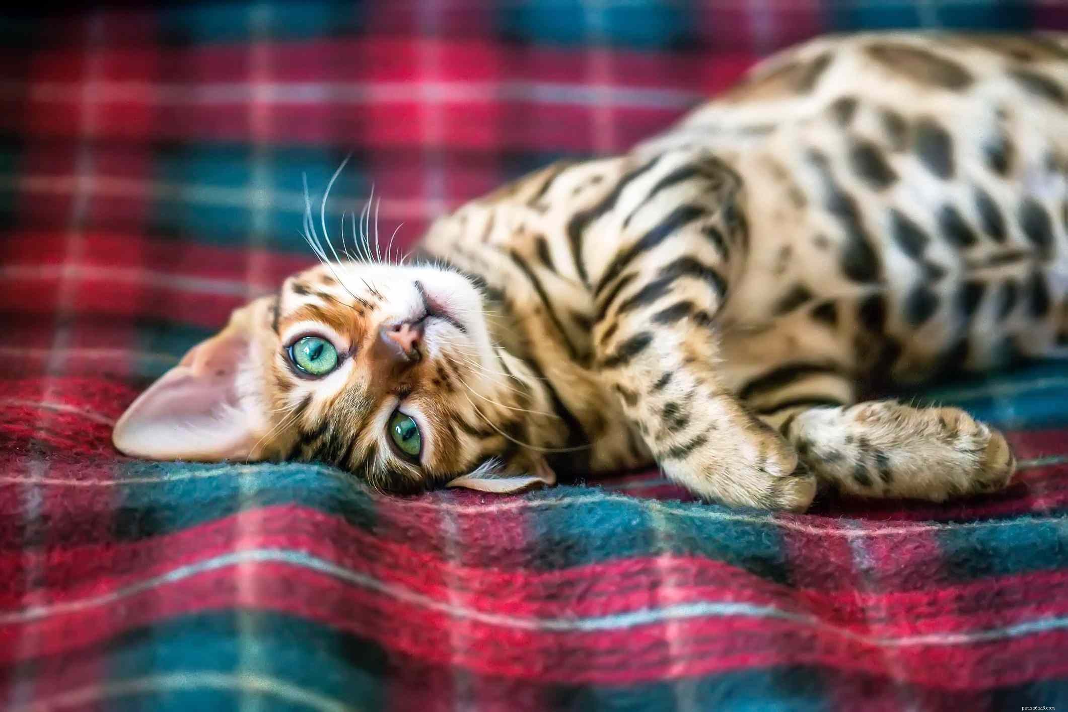 Top 15 American Cat Breeds: Unique Origins & Stunning Looks