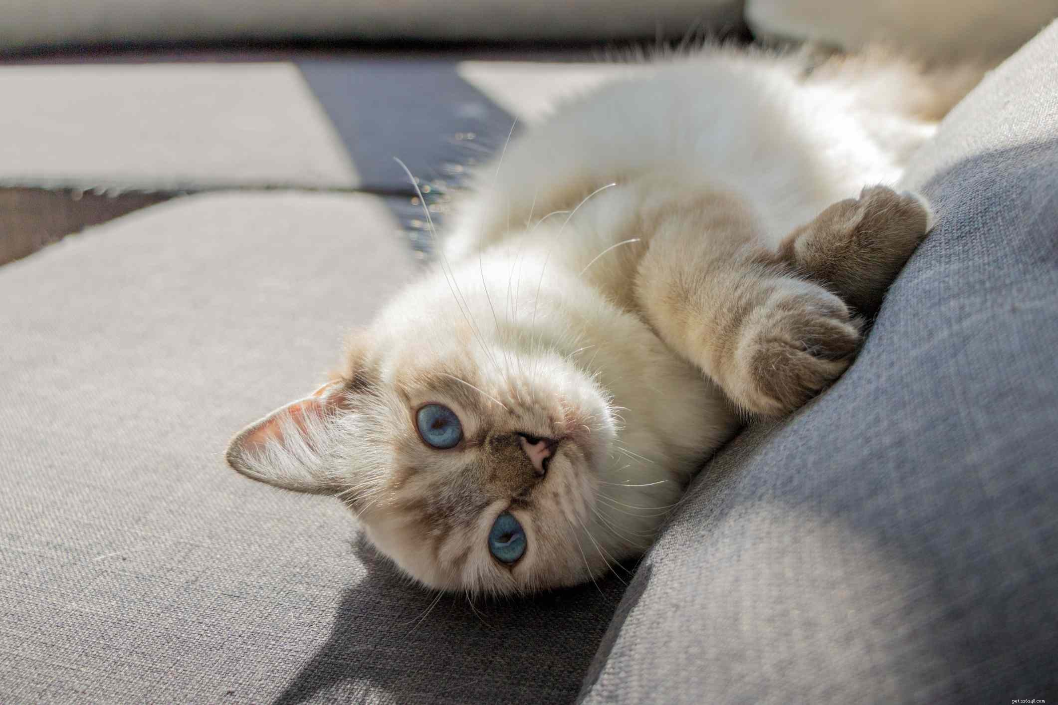 Top 15 American Cat Breeds: Unique Origins & Stunning Looks