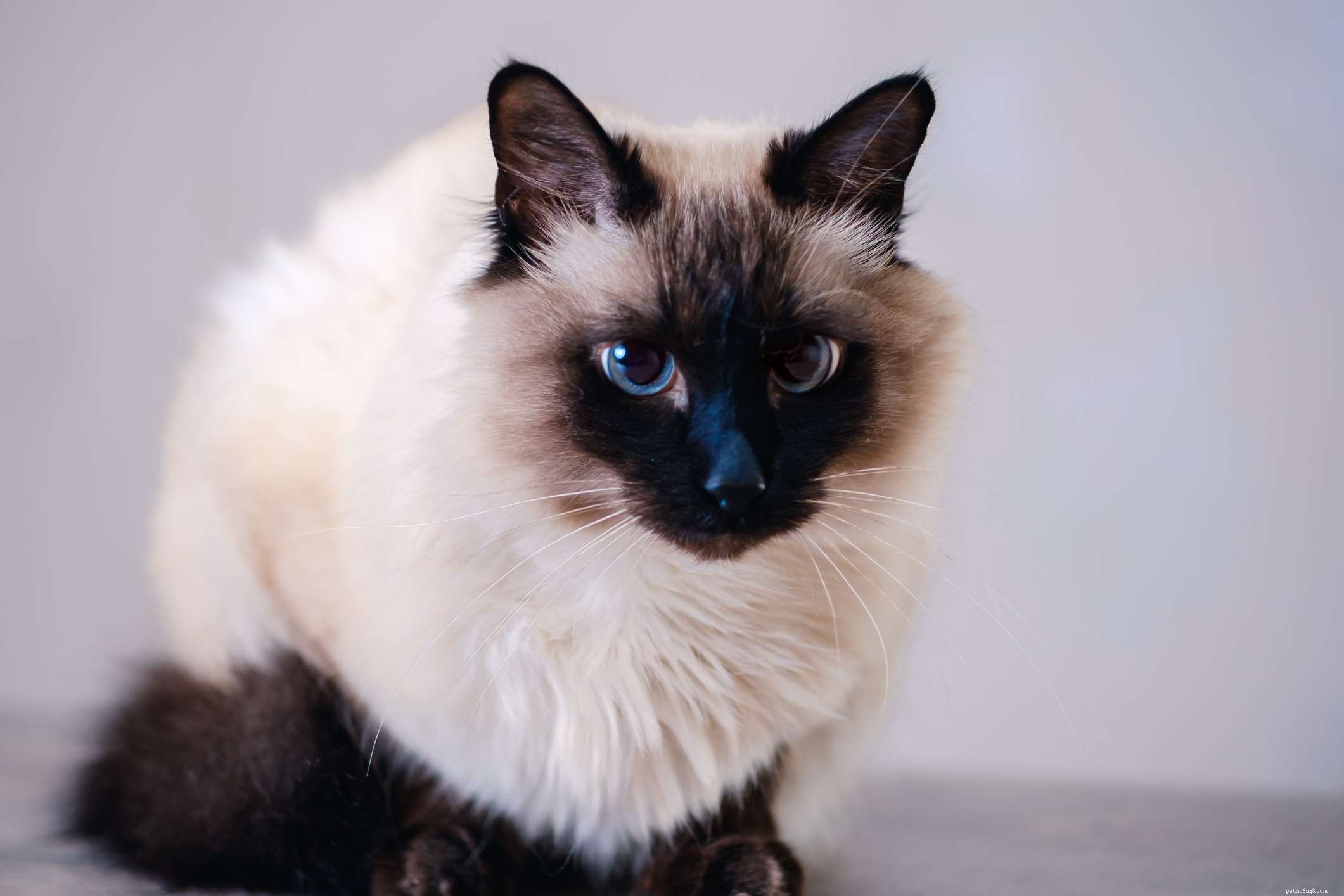 Top 15 American Cat Breeds: Unique Origins & Stunning Looks