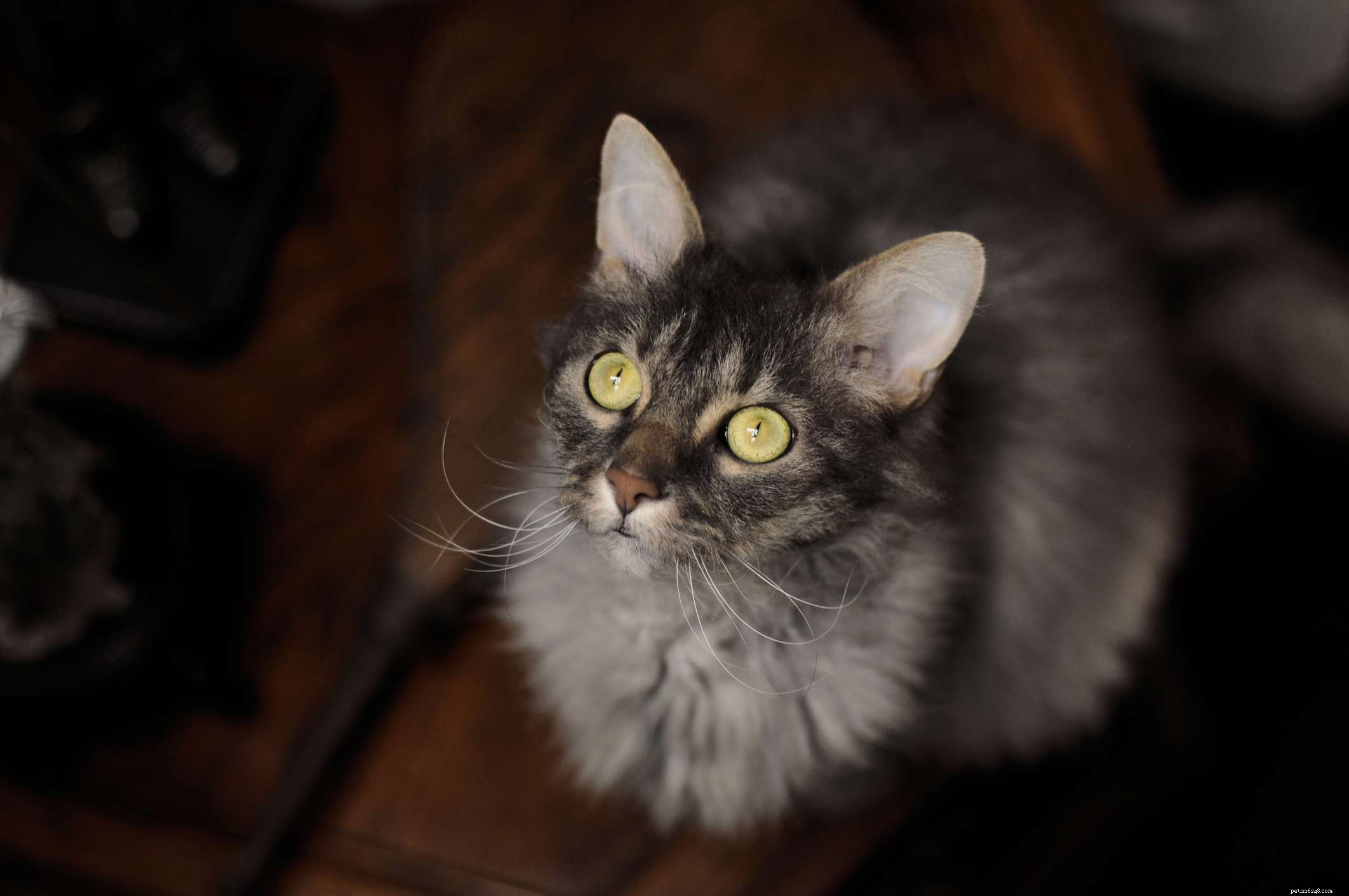 Top 15 American Cat Breeds: Unique Origins & Stunning Looks