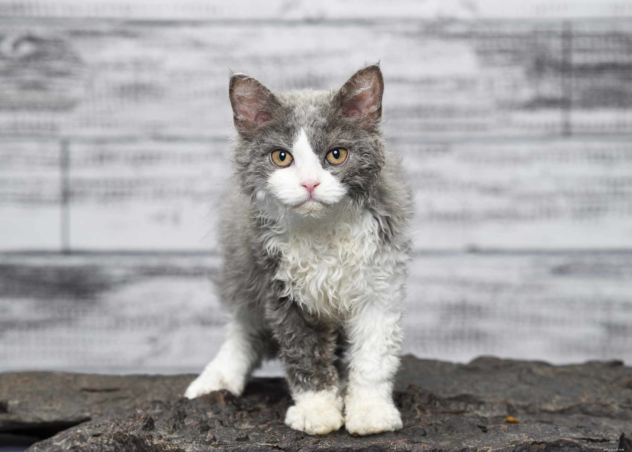 Top 15 American Cat Breeds: Unique Origins & Stunning Looks