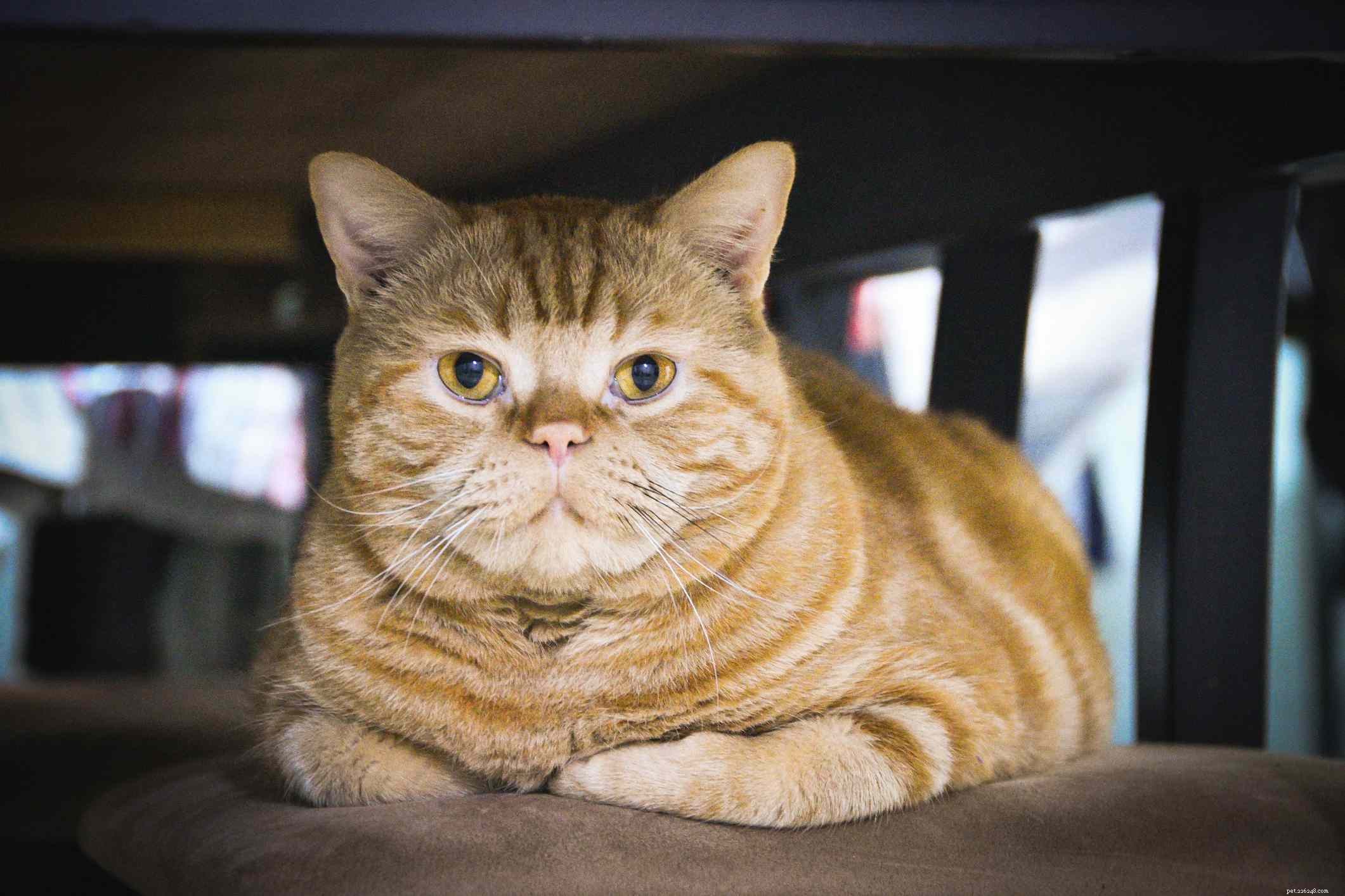 Top 15 American Cat Breeds: Unique Origins & Stunning Looks