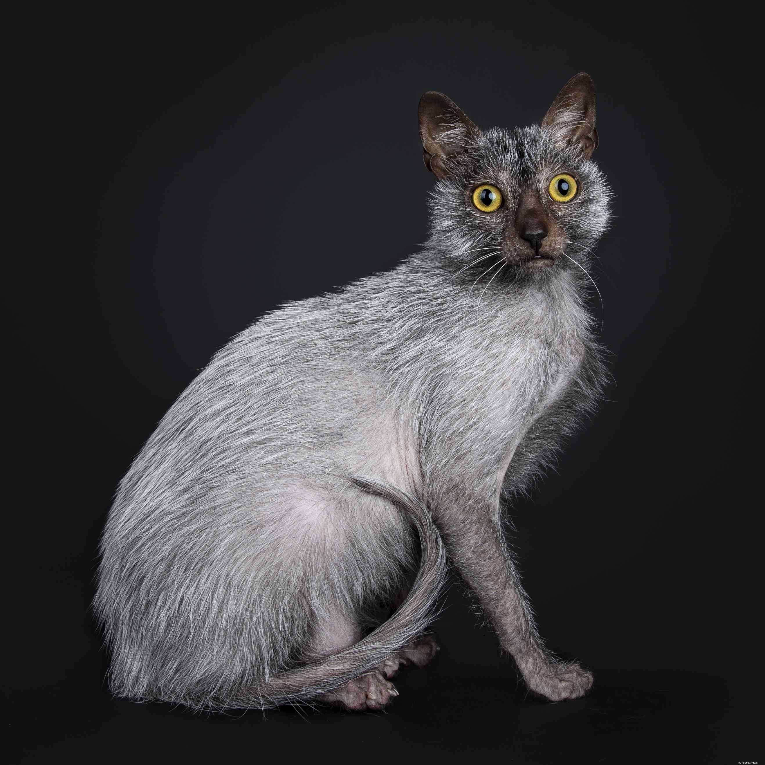 Top 15 American Cat Breeds: Unique Origins & Stunning Looks