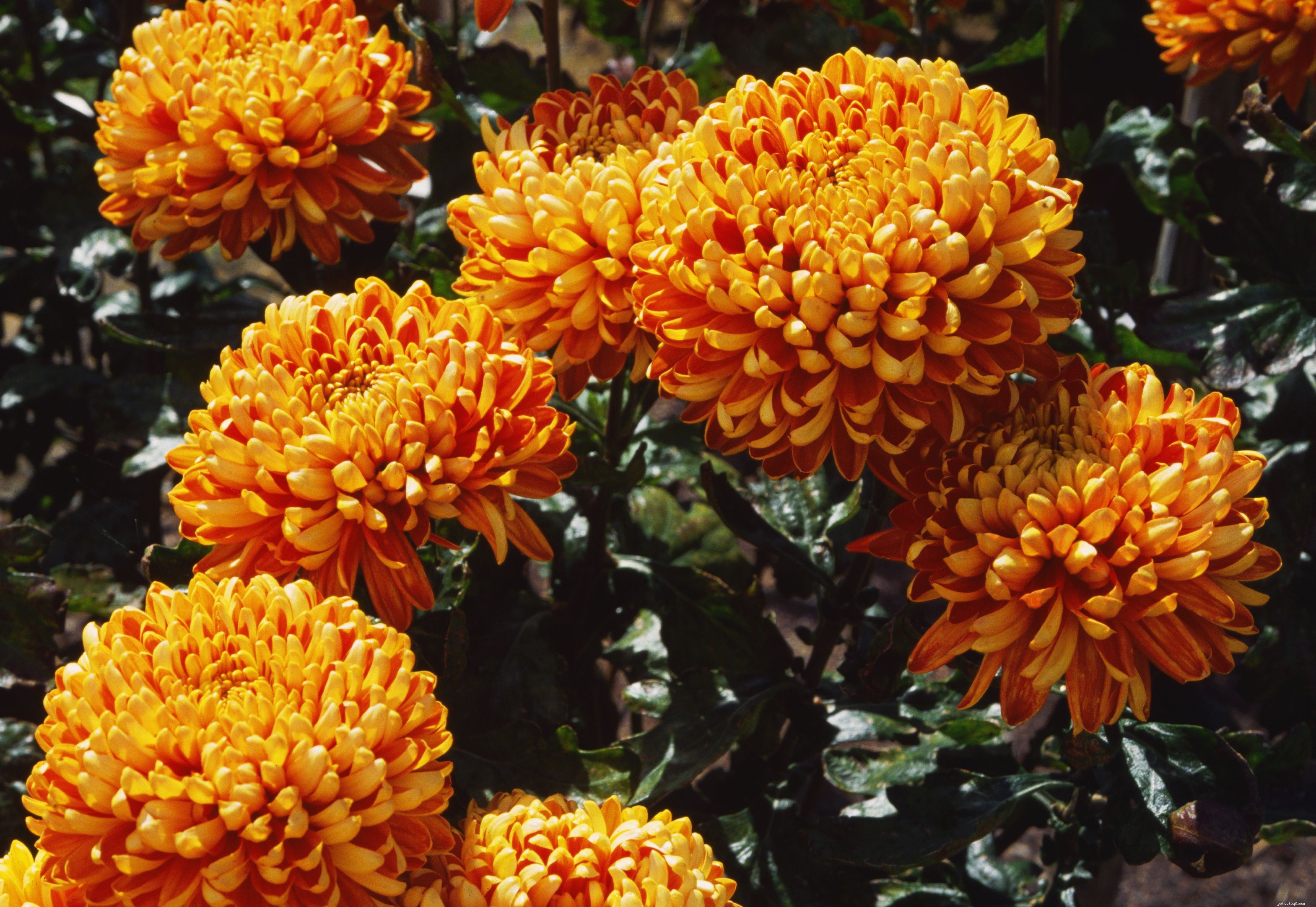 Top Garden Plants That Are Dangerous to Cats – Protect Your Pet