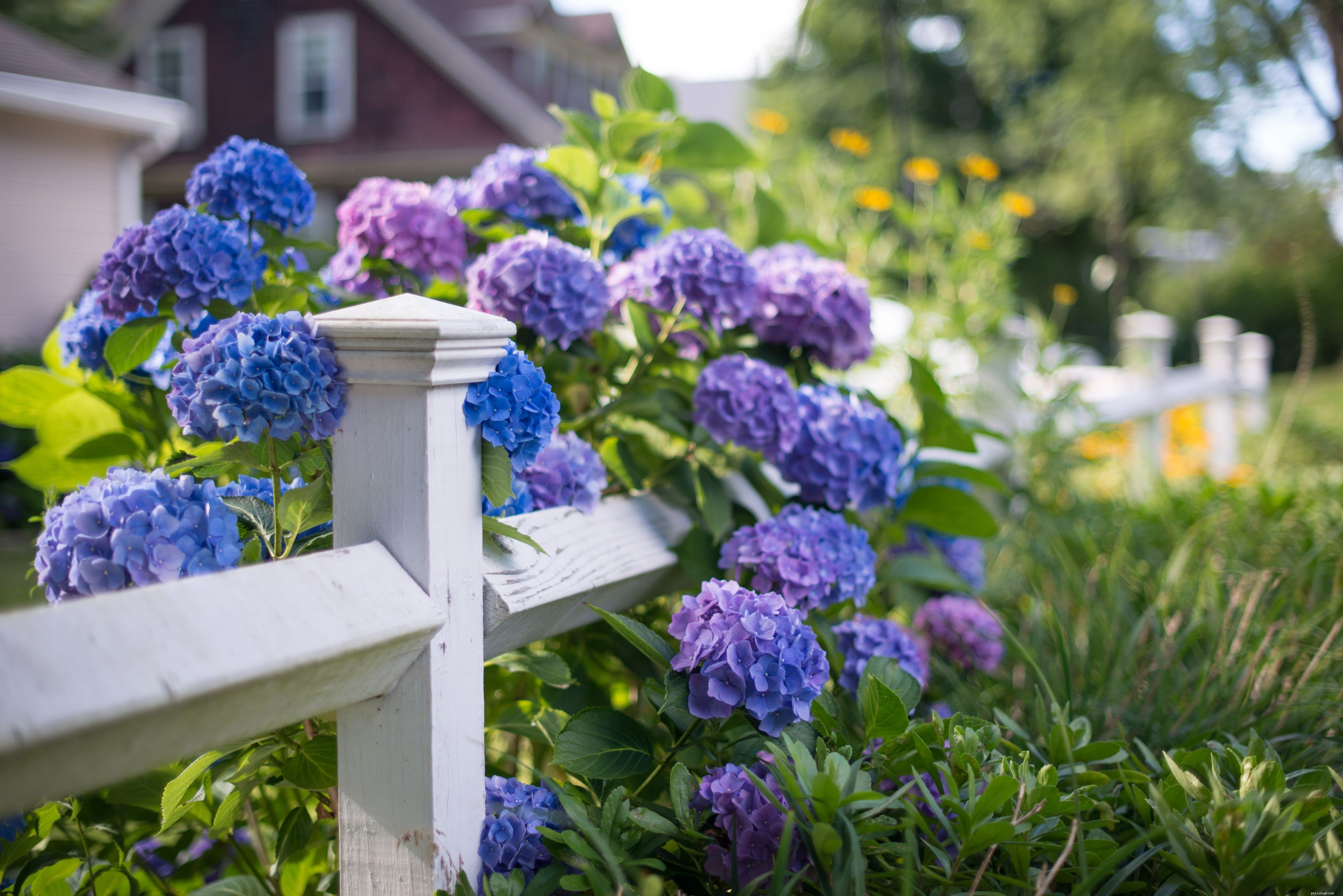 Top Garden Plants That Are Dangerous to Cats – Protect Your Pet