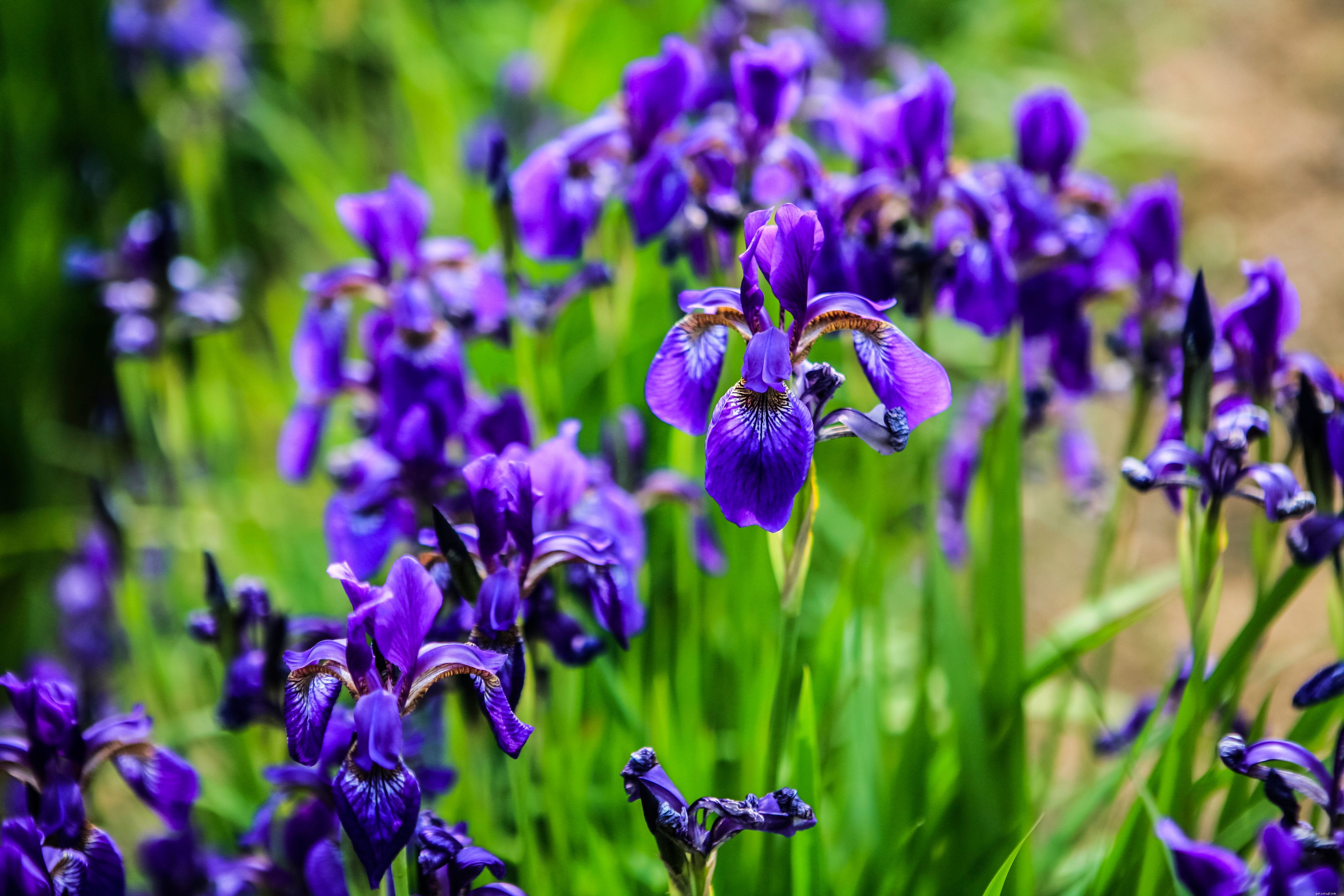 Top Garden Plants That Are Dangerous to Cats – Protect Your Pet