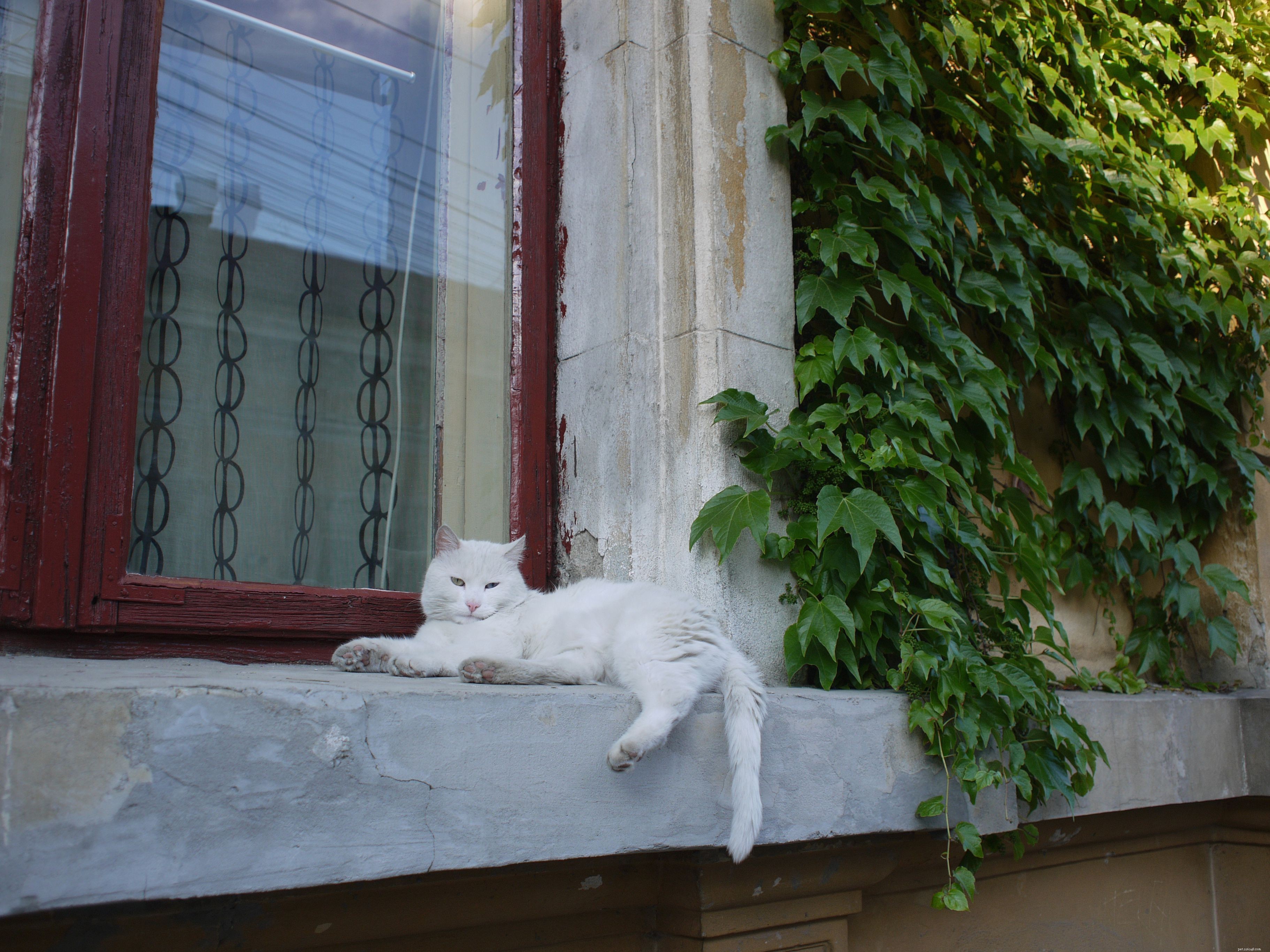 Top Garden Plants That Are Dangerous to Cats – Protect Your Pet