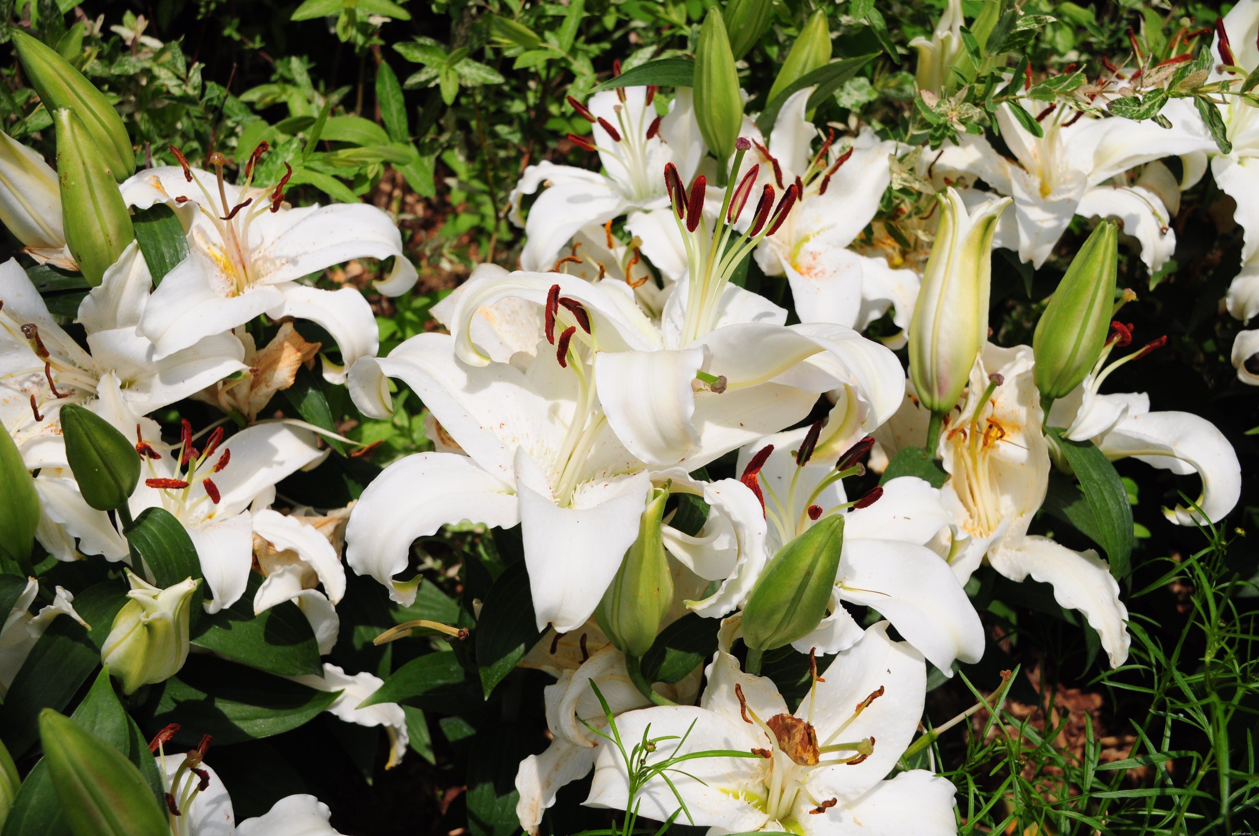 Top Garden Plants That Are Dangerous to Cats – Protect Your Pet