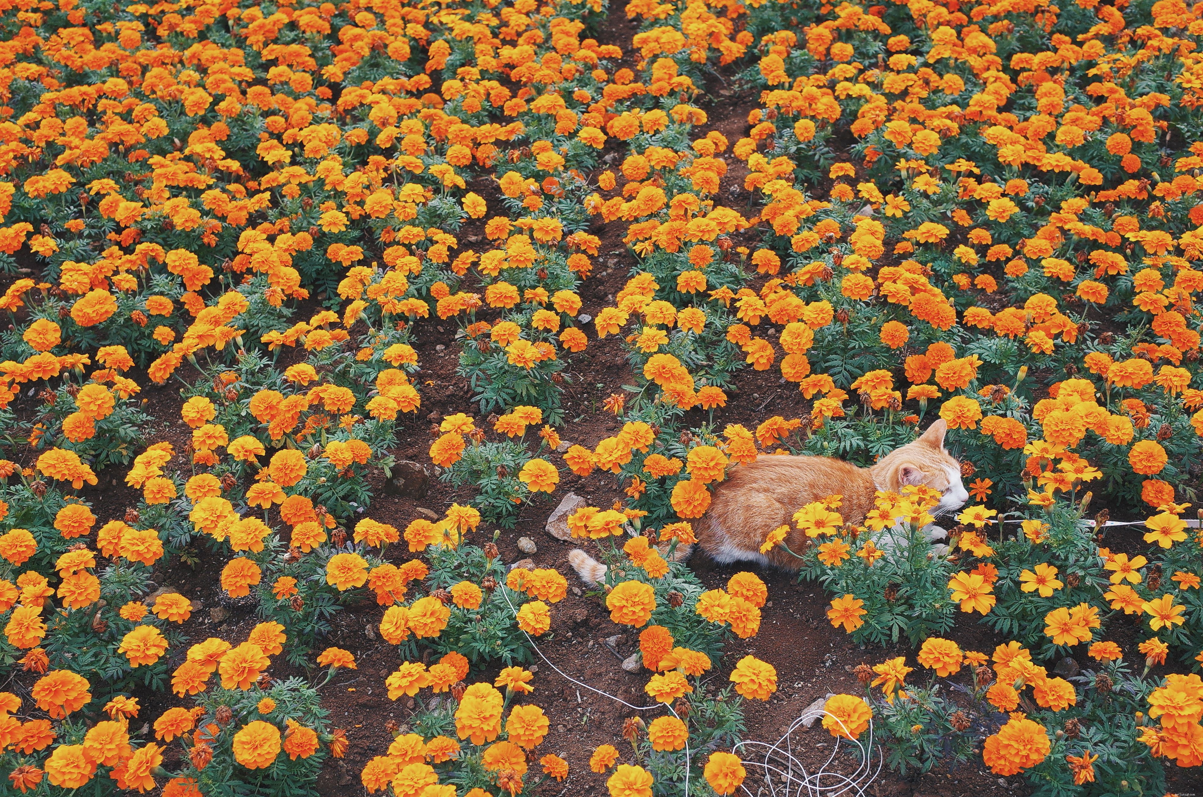 Top Garden Plants That Are Dangerous to Cats – Protect Your Pet