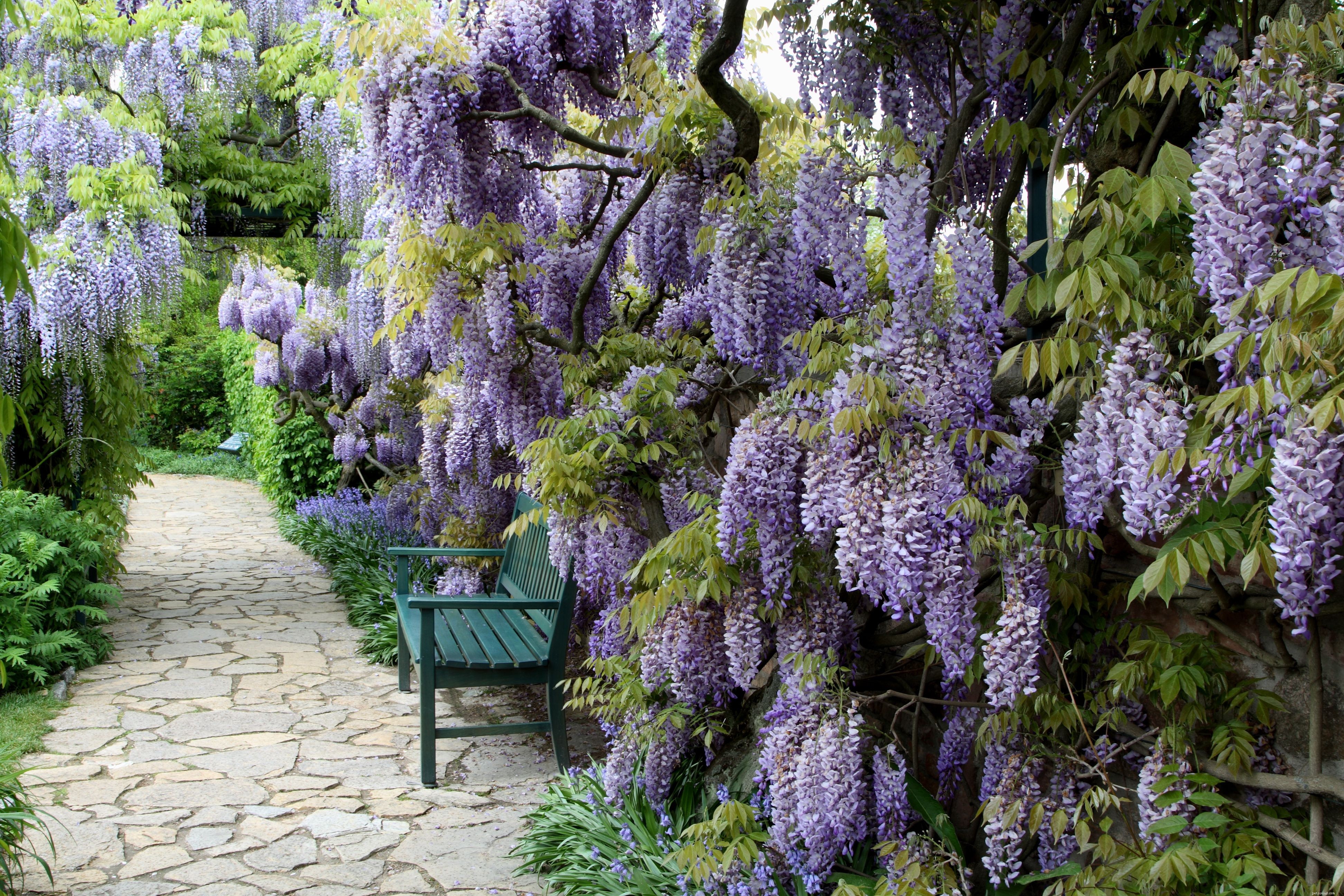 Top Garden Plants That Are Dangerous to Cats – Protect Your Pet