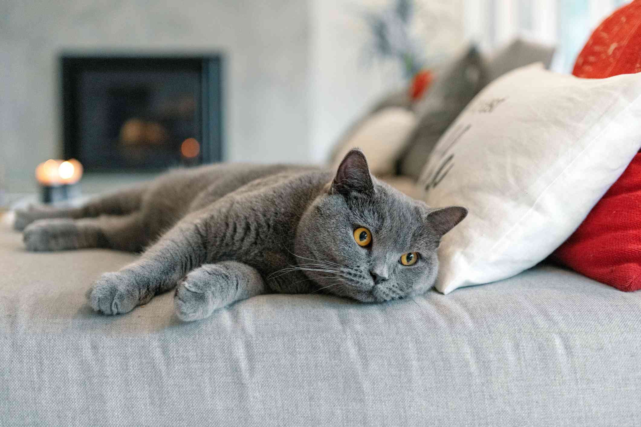 Top 10 British Cat Breeds: Elegance, Loyalty, and Distinctive Charm