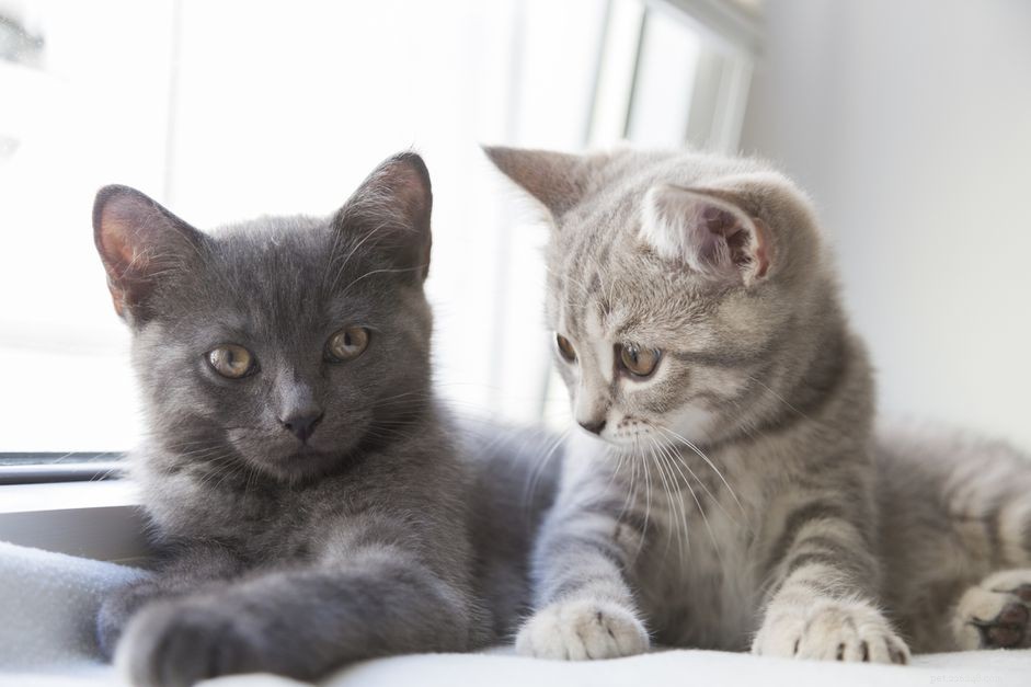 Top 10 British Cat Breeds: Elegance, Loyalty, and Distinctive Charm