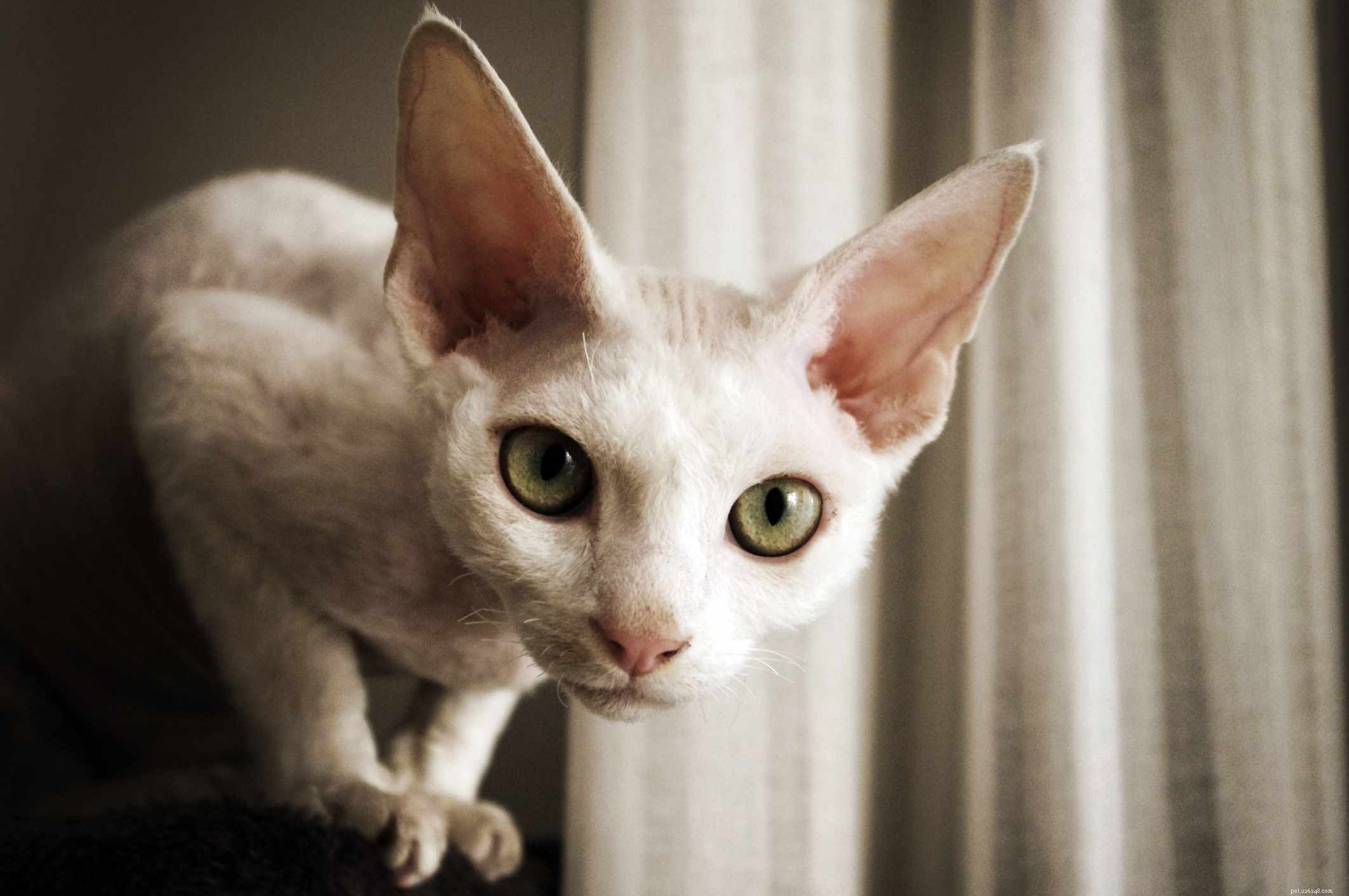 Top 10 British Cat Breeds: Elegance, Loyalty, and Distinctive Charm