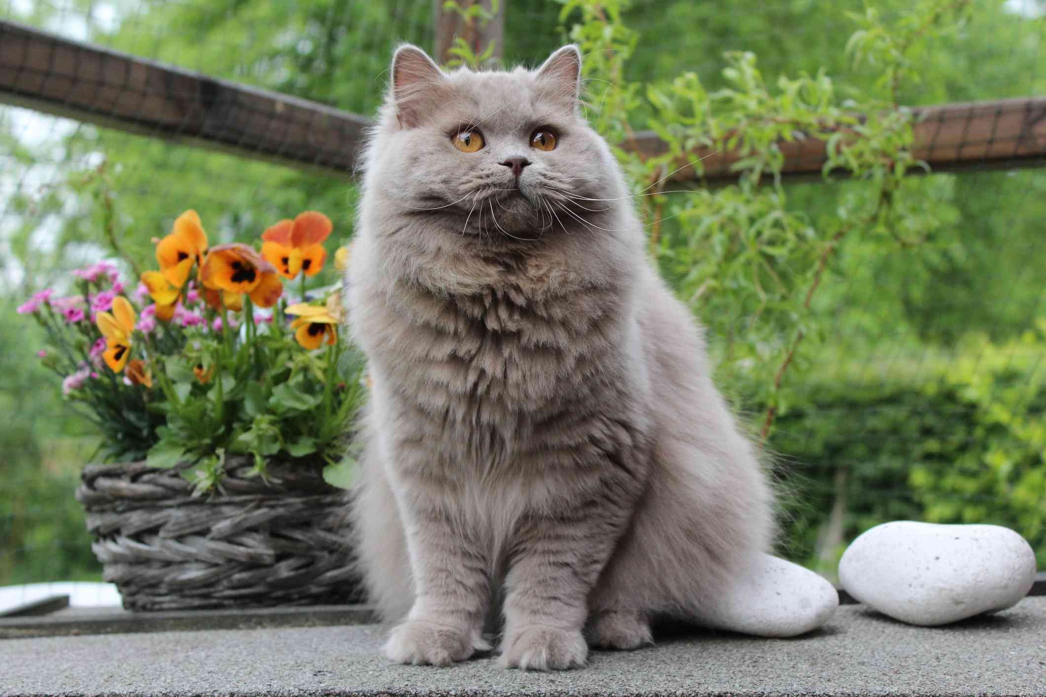 Top 10 British Cat Breeds: Elegance, Loyalty, and Distinctive Charm
