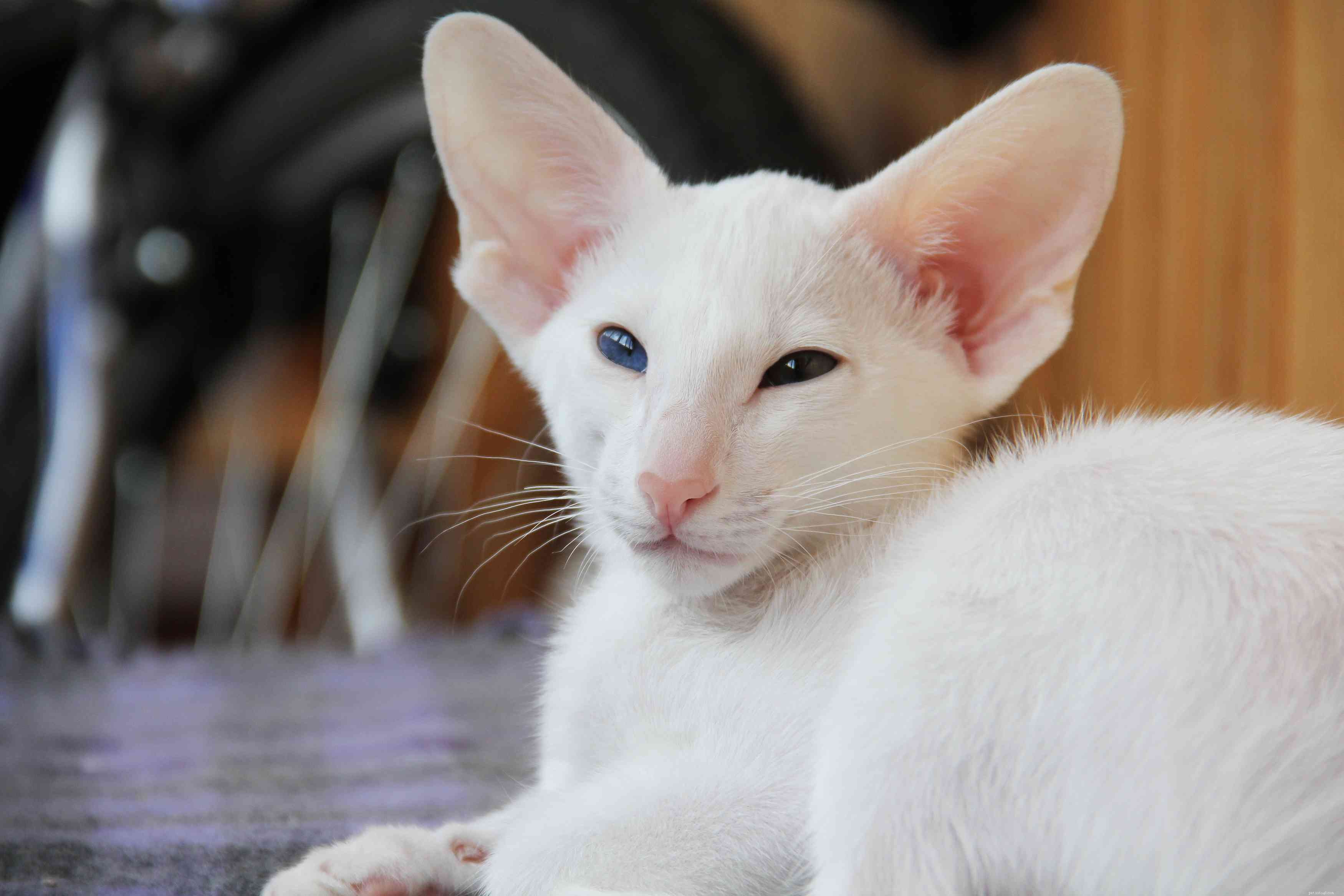 Top 10 British Cat Breeds: Elegance, Loyalty, and Distinctive Charm