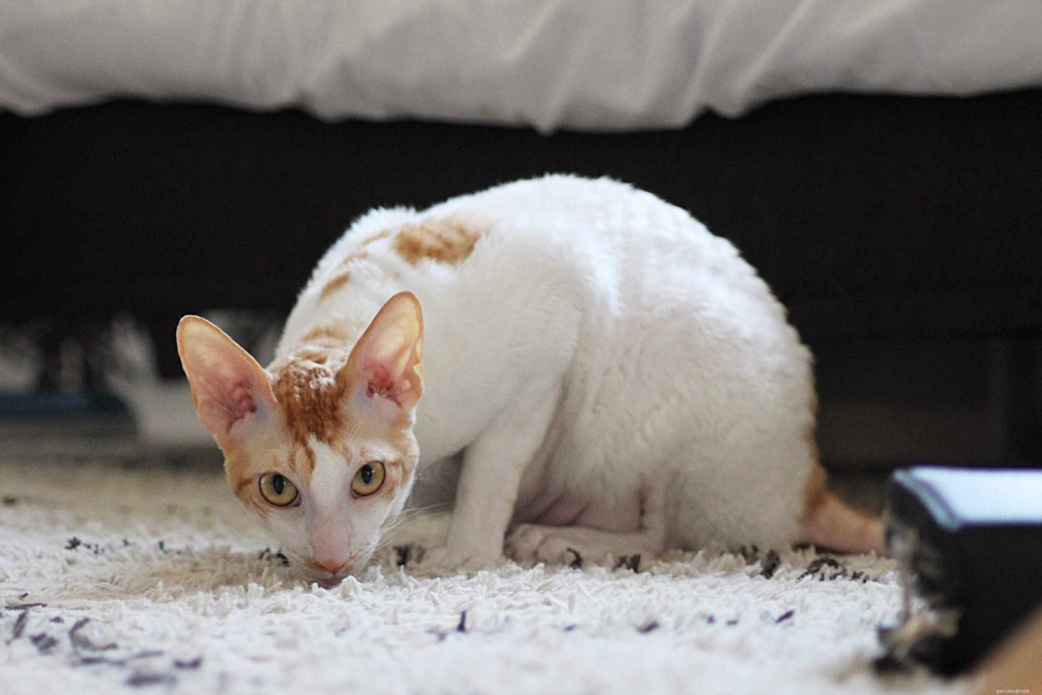 Top 10 British Cat Breeds: Elegance, Loyalty, and Distinctive Charm