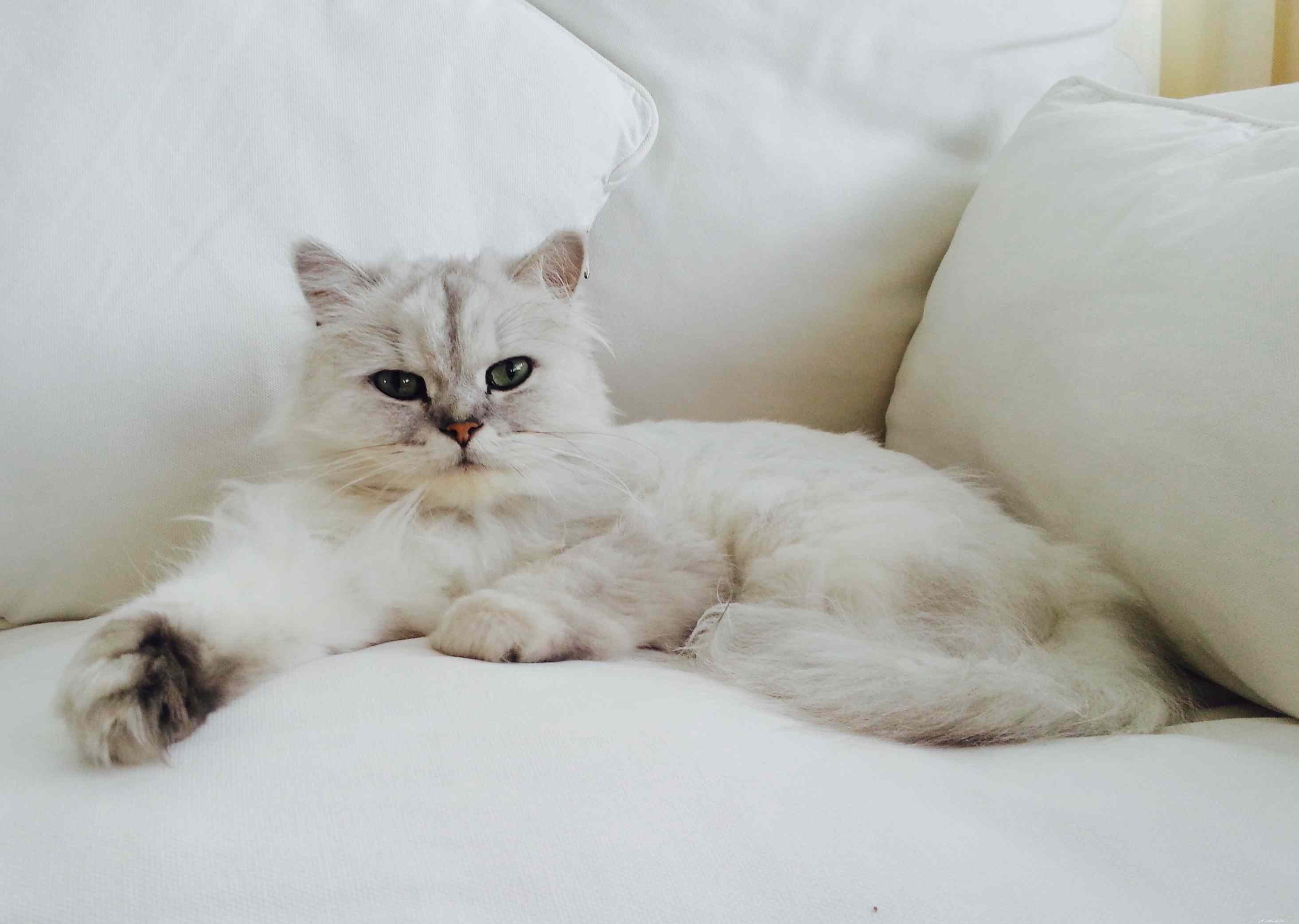 Top 10 British Cat Breeds: Elegance, Loyalty, and Distinctive Charm