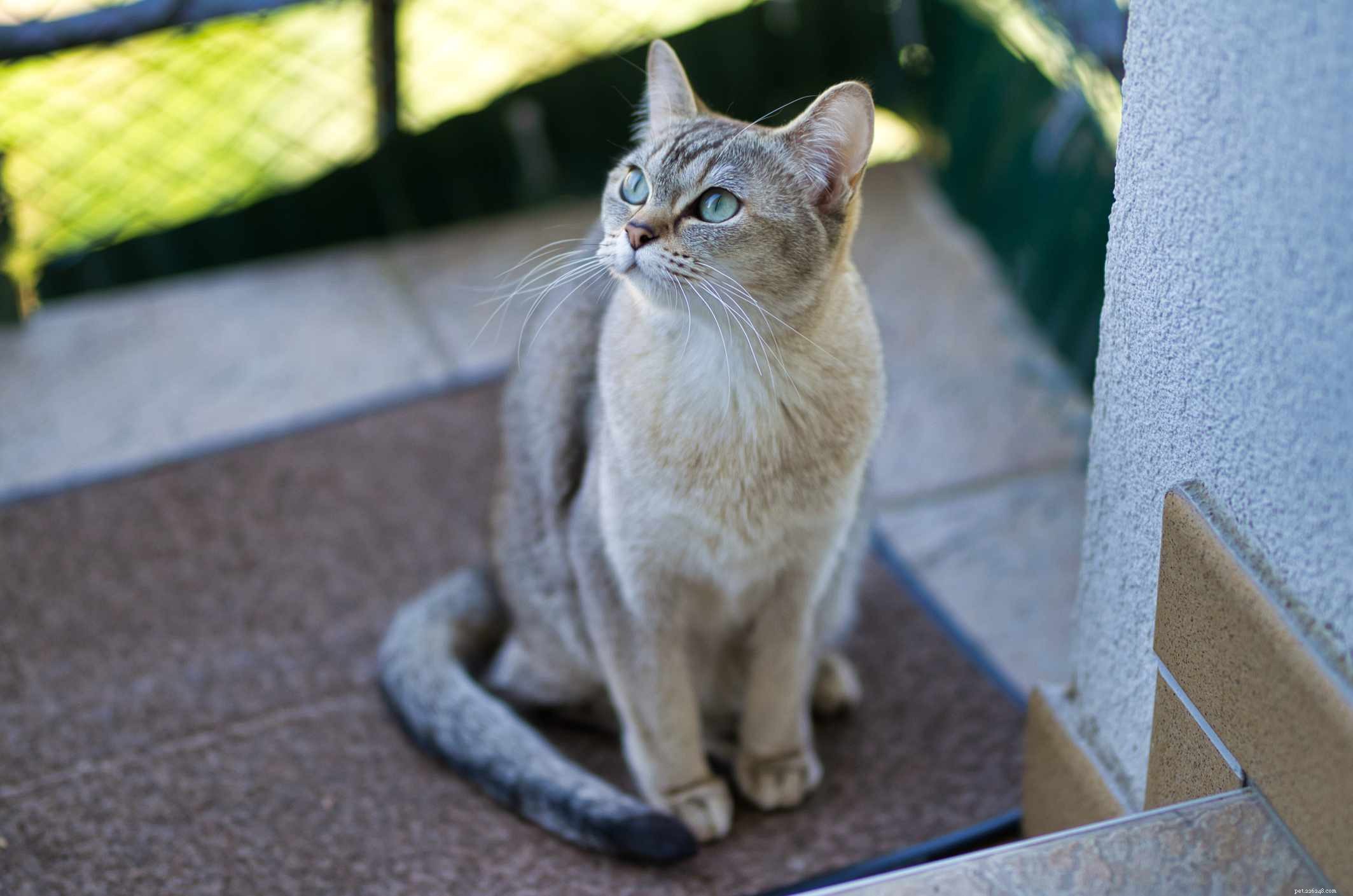 Top 10 British Cat Breeds: Elegance, Loyalty, and Distinctive Charm