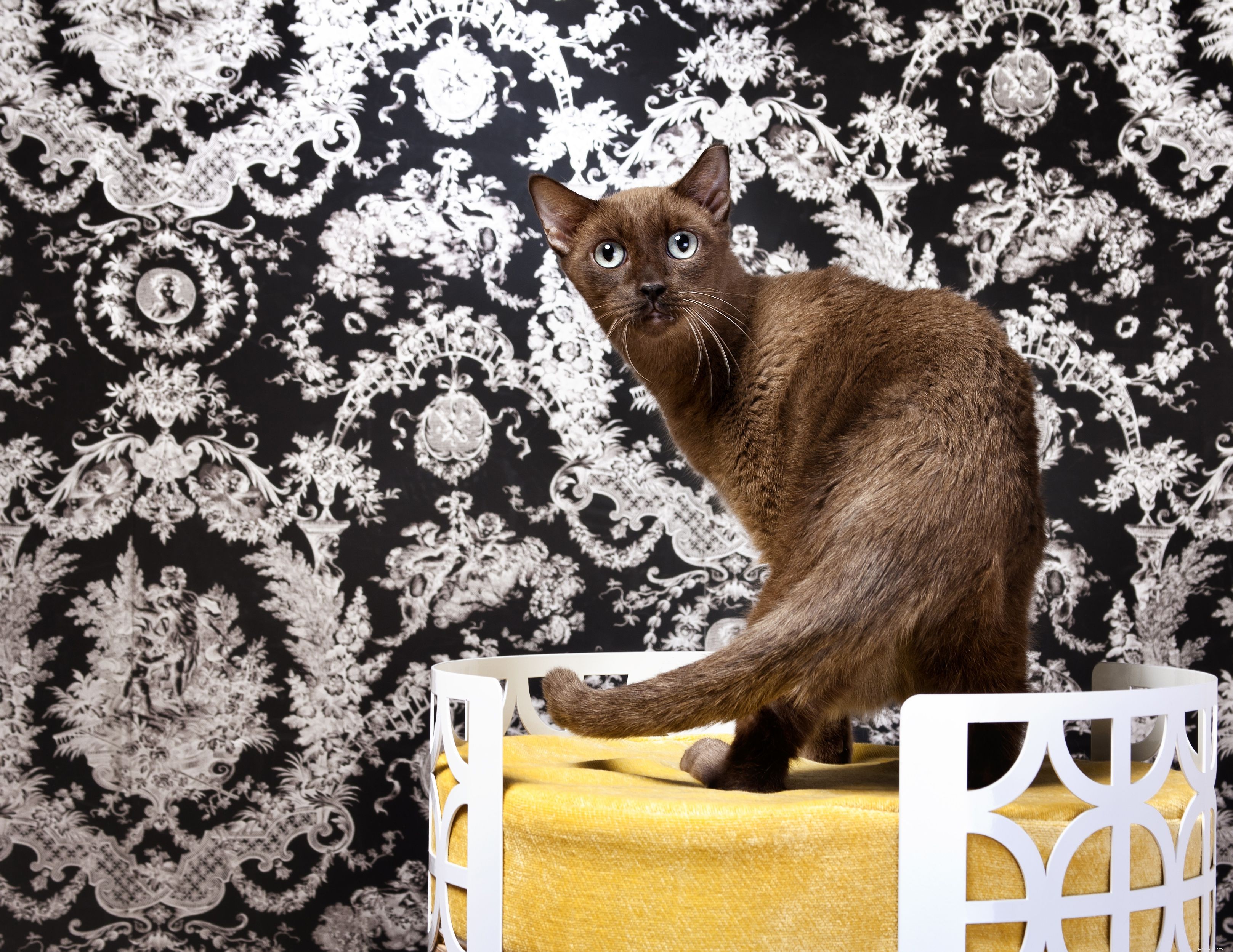 Top 10 British Cat Breeds: Elegance, Loyalty, and Distinctive Charm